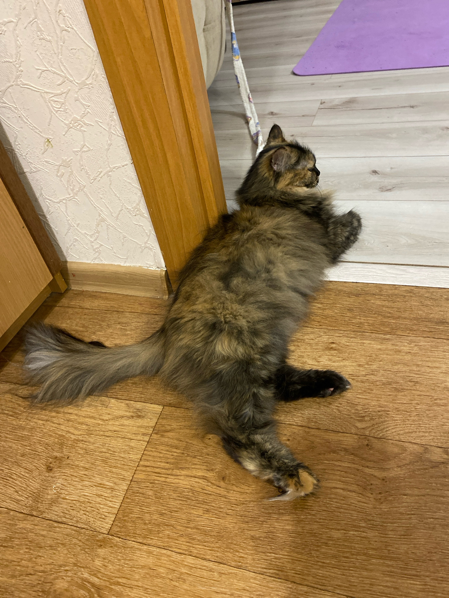A long-haired tabby cat lies on a wooden floor, its body stretched out. The cat is positioned near a doorway with wooden doorframes. A white textured wallpaper is visible on the wall. To the right of the cat, a light-colored floor transitions to a darker wooden floor. A purple yoga mat is visible in the background.