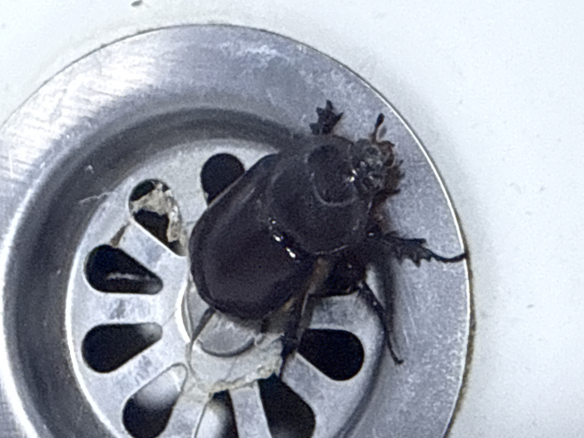 A close-up, high-angle shot captures a dark, shiny beetle situated in the metal drain of a sink. The beetle's body is segmented, with visible legs and antennae. Debris, possibly hair and grime, is present in the drain around the beetle. The sink appears to be made of stainless steel, with visible scratches and a white countertop surrounding the drain area. The lighting is direct, creating reflections on the beetle's carapace and the metal surfaces. The scene is devoid of human presence or any contextual clues relating to the city of Golubovići, Montenegro.