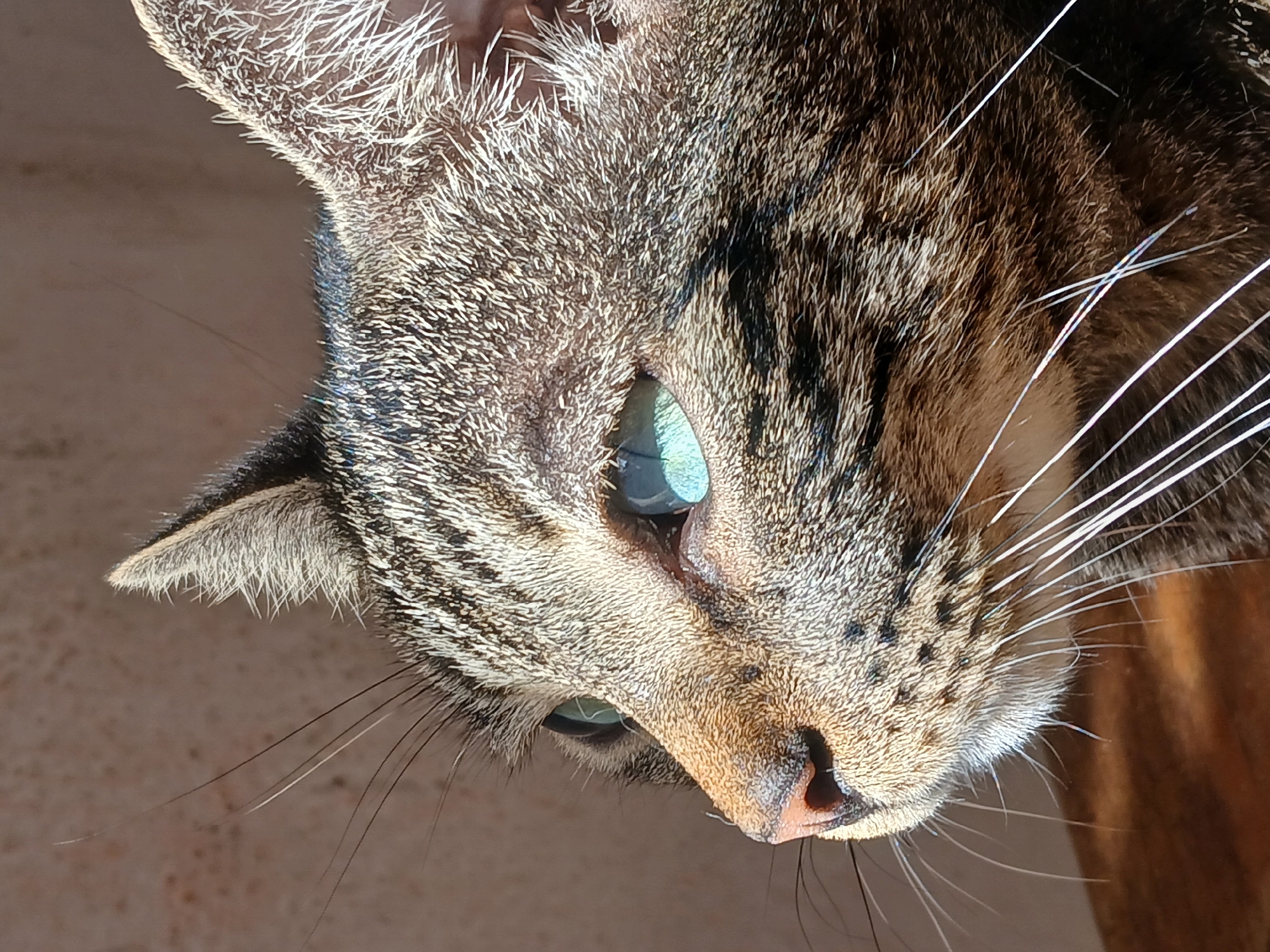 A close-up profile image depicts a tabby cat, facing left, illuminated by strong, direct sunlight from the right. The cat's fur exhibits a striped and spotted pattern in shades of brown, black, and grey, with fine white hairs on its ears and muzzle glowing under the light. Its prominent, almond-shaped eyes are a distinct teal-blue, reflecting the intense illumination. The nose is pinkish-brown, and numerous long, white and dark whiskers extend from its muzzle. The background is a uniformly light brown, textured wall, out of focus. The scene suggests an indoor environment, likely near a window, located in Ciudad Guayana, Venezuela.