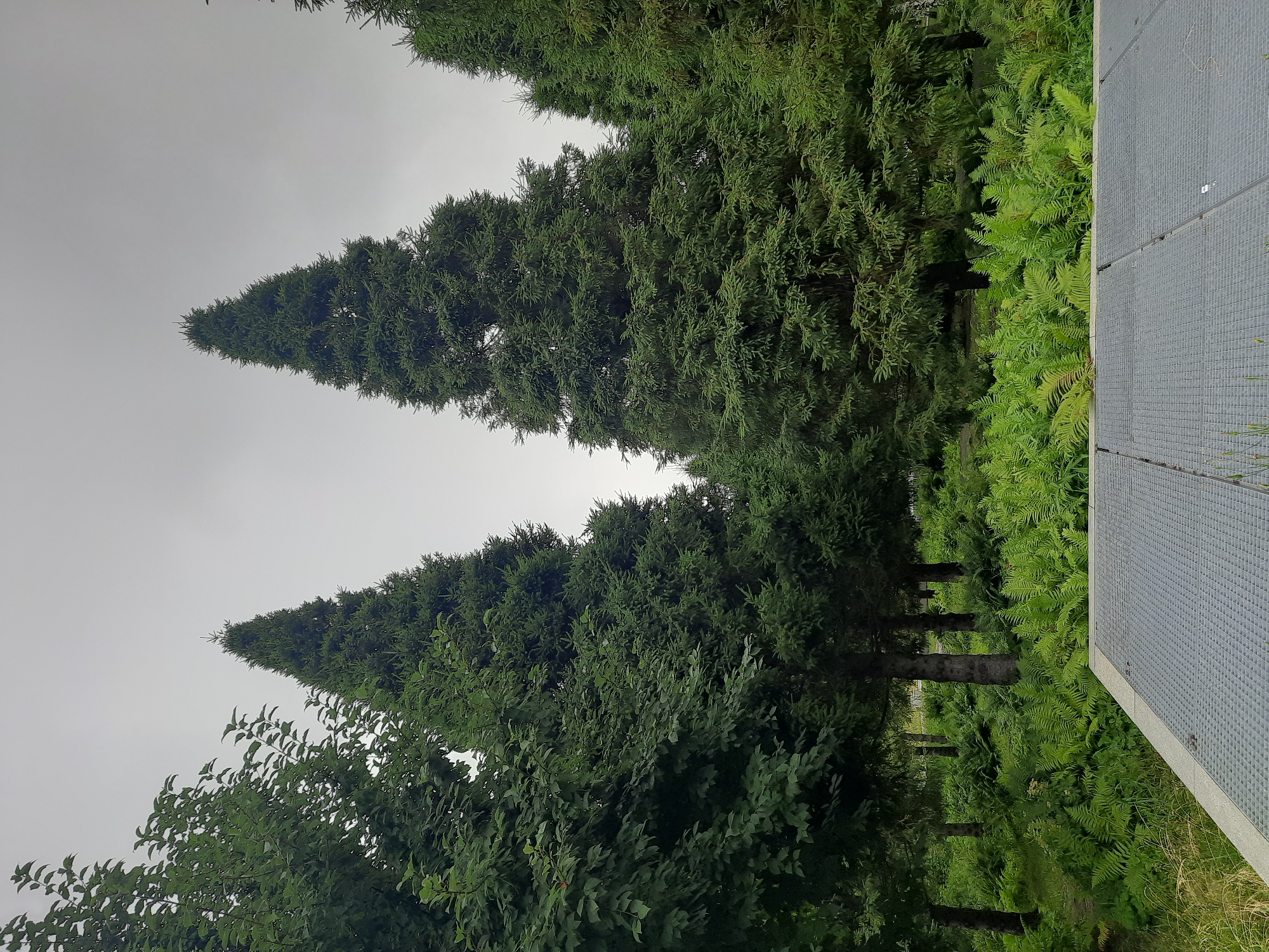 A group of tall, conical evergreen trees stand in a lush green forest with a dense undergrowth of ferns. The sky above is overcast and a light gray, suggesting a cloudy day. In the foreground, a grey metal grate structure is visible, partially obscuring the view of the trees and ferns. The scene appears to be a park or a landscaped area within a city.