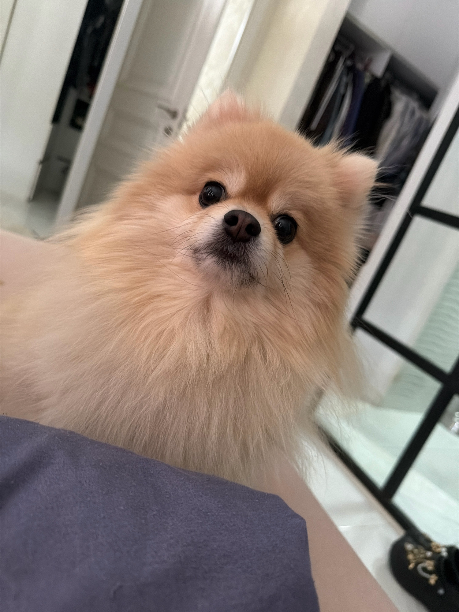 A light-colored Pomeranian dog is the sole subject in this close-up, indoor, eye-level shot. The dog is positioned centrally, facing the camera with a slightly tilted head. Its fur is fluffy and appears to be a light cream or tan color. Dark eyes and a black nose are visible on its face. A portion of a person's lap, covered by a dark gray fabric, occupies the lower left quadrant of the frame. The background is out of focus, but suggests an indoor environment with glimpses of what appear to be closet doors, clothing on hangers, and a modern room divider with black framing. The overall impression is of a domestic setting, likely a home. There is no indication of the city of Tbilisi, Georgia.