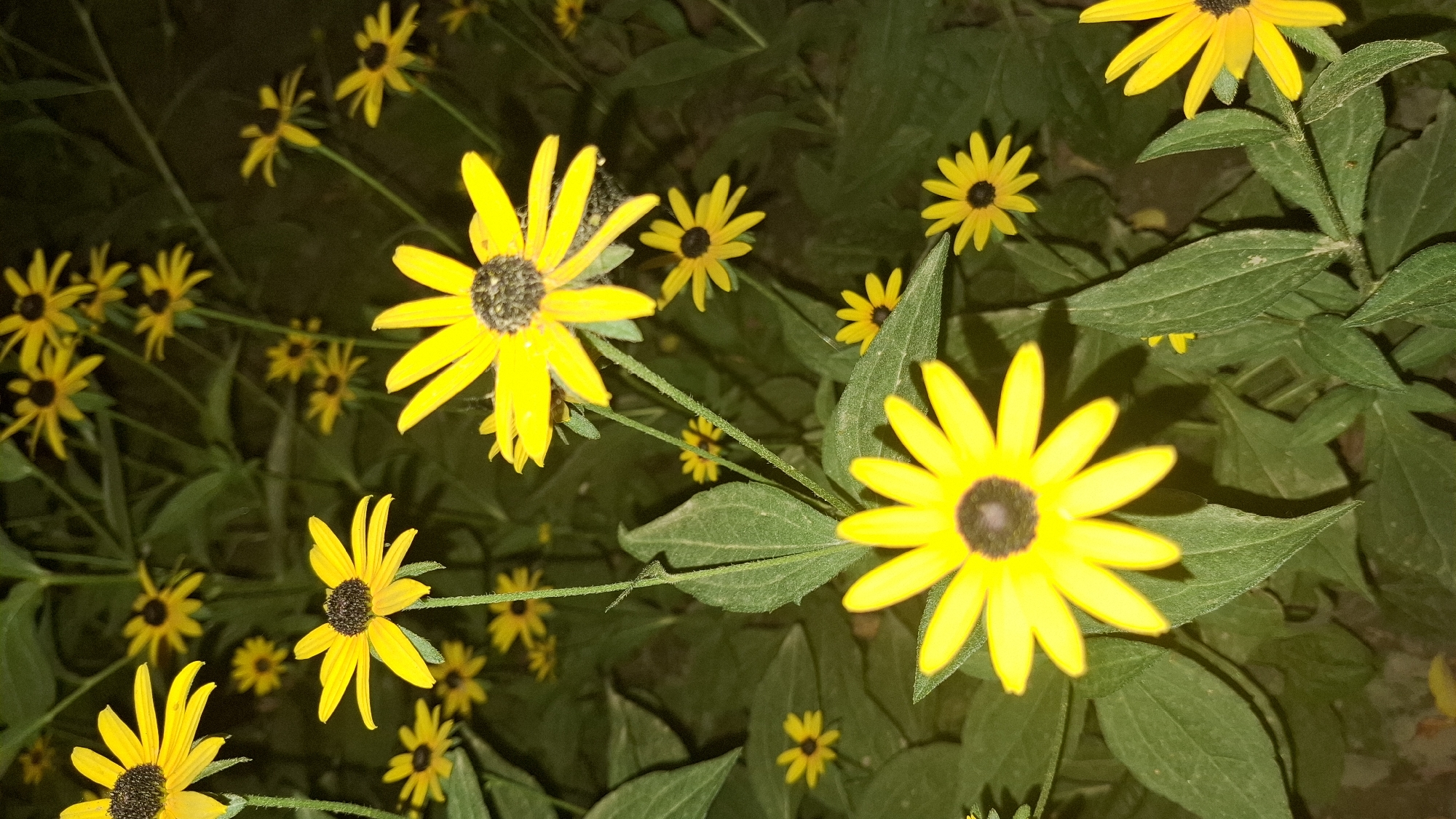 The image displays a close-up, eye-level view of several Black-eyed Susans (Rudbeckia hirta) in bloom against a dark, out-of-focus background. The flowers are predominantly yellow with dark brown or black centers. Several blooms are in sharp focus, revealing their petal structure and textured centers. The surrounding foliage is a deep green, also out of focus. The lighting suggests it may be dusk or night, given the overall darkness of the background. The setting appears to be an outdoor garden or natural area. There is no indication of human presence or any specific urban environment, making it impossible to determine if this scene is located in Шұбарсу, Kazakhstan.
