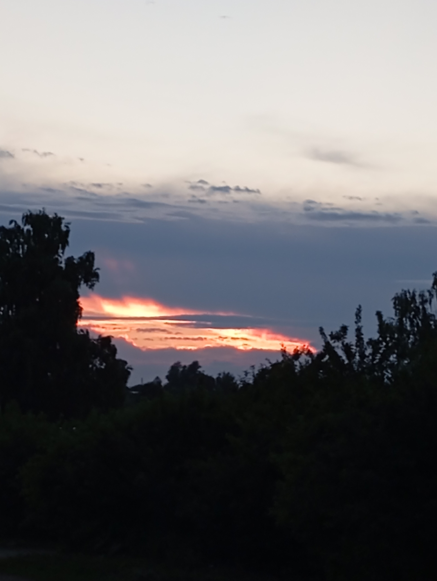 The image depicts a twilight sky over a natural landscape, likely on the outskirts of Fokino, Russia. Silhouetted trees, dense with foliage, dominate the foreground and midground, obscuring much of the ground below. The sky is a gradient of soft blues and grays, transitioning to pale white at the top. A band of vibrant orange and pink light emanates from behind a dark cloud bank, suggesting the setting sun is peeking through. Wisps of lighter clouds are scattered across the sky, adding texture. The overall impression is one of a serene, natural scene at dusk, with the vibrant sunset colors contrasting with the dark silhouettes of the trees. There are no people or discernible human activity in the image.