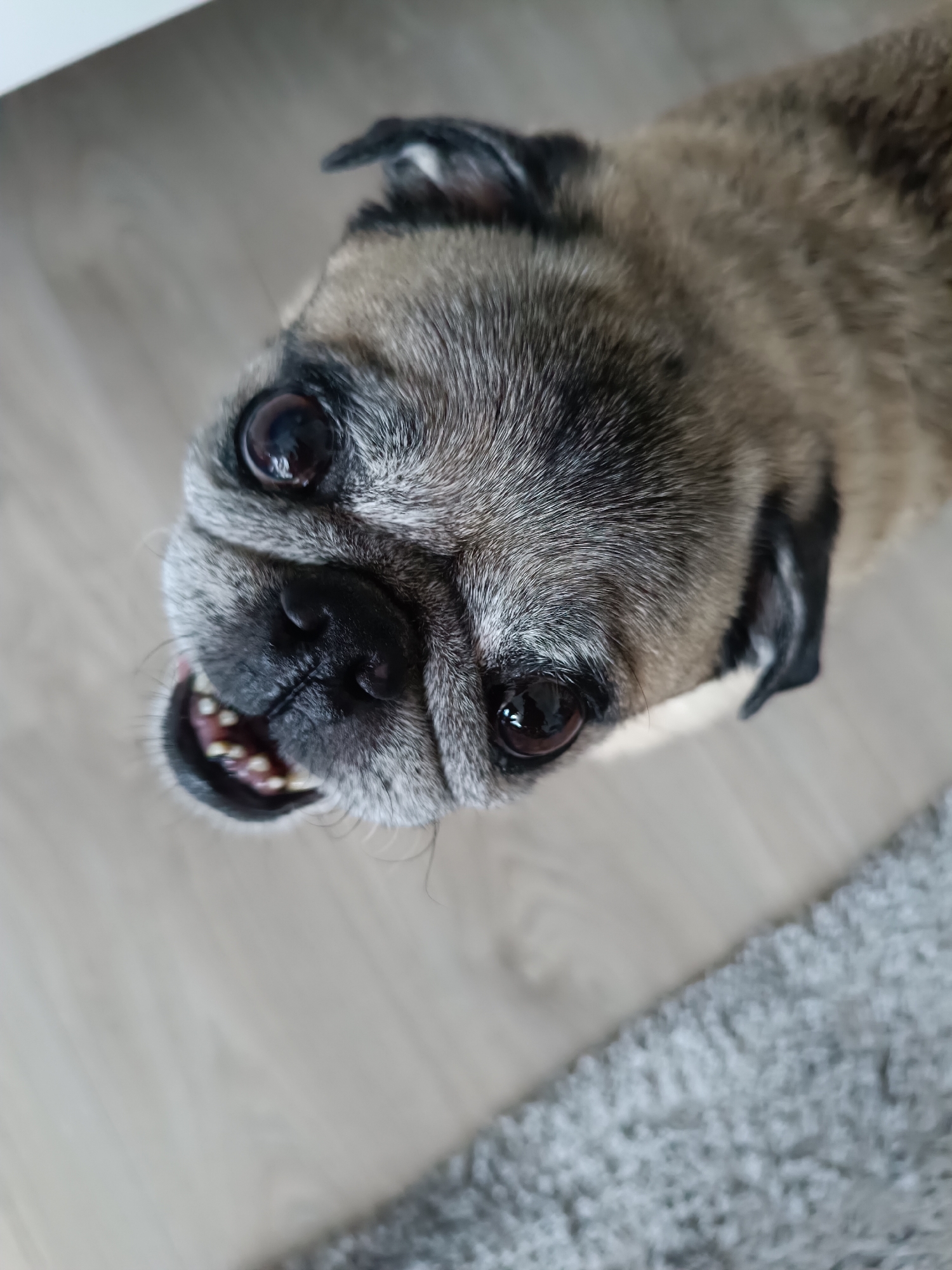 A pug dog is looking up at the camera, with its mouth open showing its teeth. The dog's fur is a mix of grey and tan. The background is a wooden floor and a grey rug. The image was taken in Târgu Jiu, Romania.
