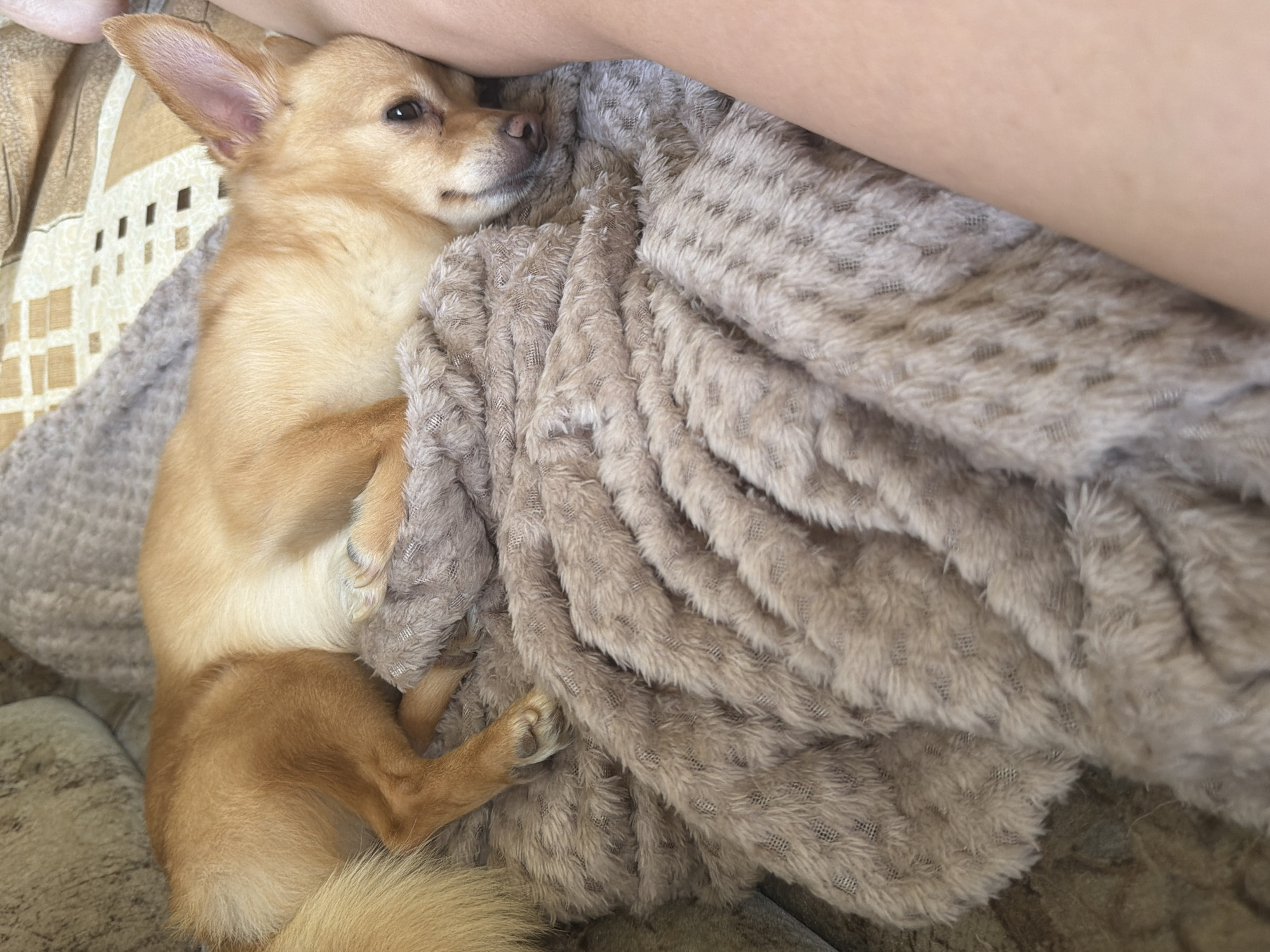 A tan-colored dog is resting on a textured beige blanket on a couch. The dog is lying on its side, with its head resting near the edge of the blanket and a person's leg. The dog's eyes are partially closed, and it appears relaxed. The background shows the armrest and cushions of a couch. The lighting is natural and soft. The image is a close-up shot, focusing on the dog and the blanket.