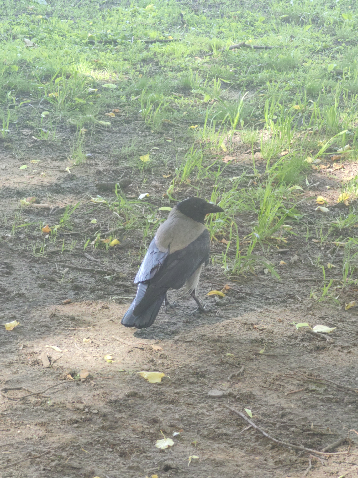 A full-body shot of a crow is captured in this image, taken outdoors in a park-like setting. The crow stands on a patch of dry, muddy ground, scattered with fallen leaves and twigs. Behind it, a dense area of green grass is visible, with patches of sunlight illuminating certain areas. The crow's back is grey, while its wings and tail are dark, almost black. Its head is also black, with a sharp beak pointing to the left. The bird is facing away from the viewer, looking towards the right side of the frame. The lighting suggests it's daytime, possibly late afternoon, given the shadows. The scene is natural and peaceful, with no human presence or artificial objects. The overall impression is one of wildlife in a natural habitat.