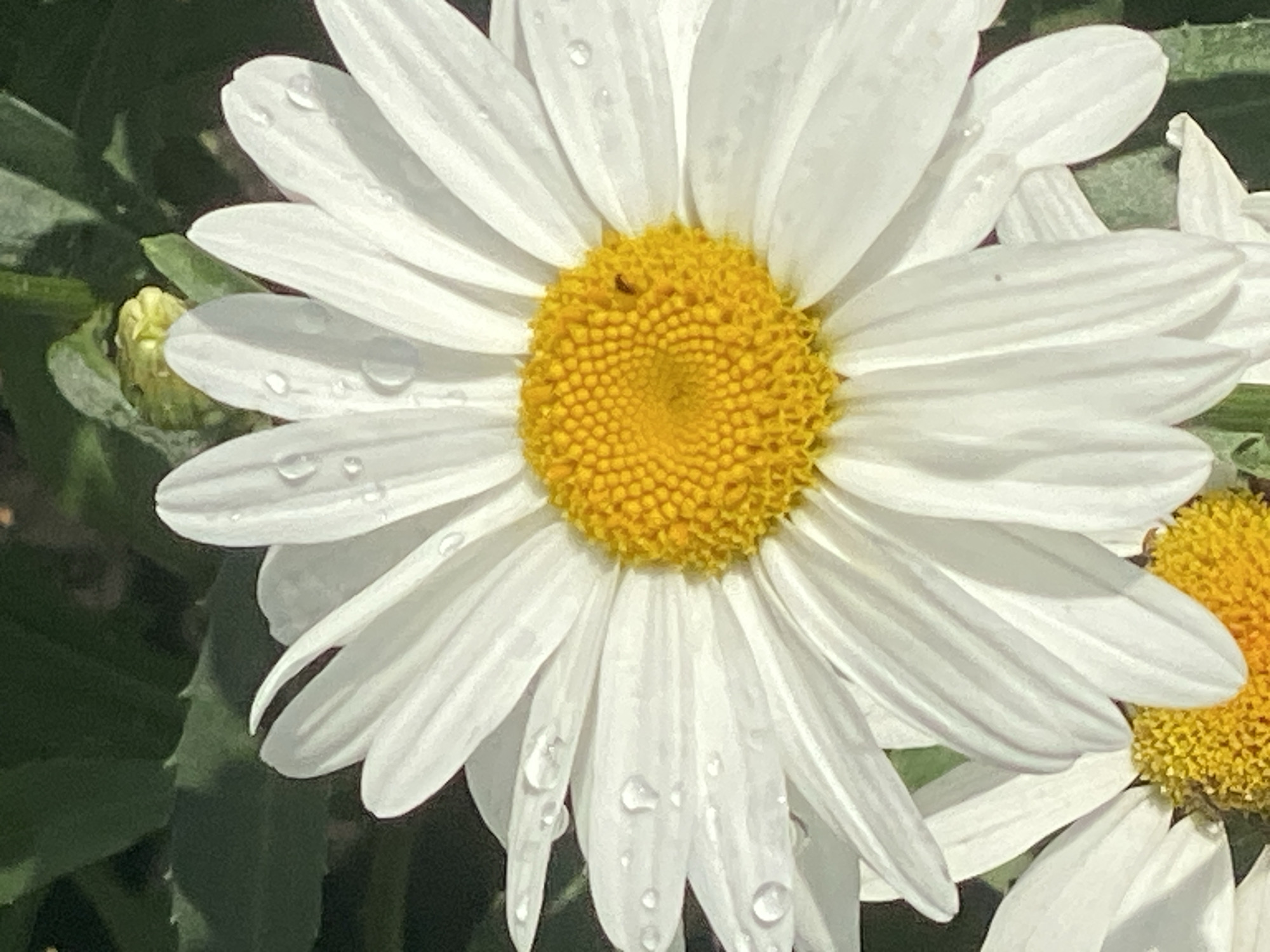 A close-up, detailed photograph captures the top portion of a white daisy with a yellow center. Numerous small water droplets are visible on the white petals. In the background, dark green foliage is present. The image appears to be a natural outdoor setting. The photograph was taken in Novokuznetsk, Russia.