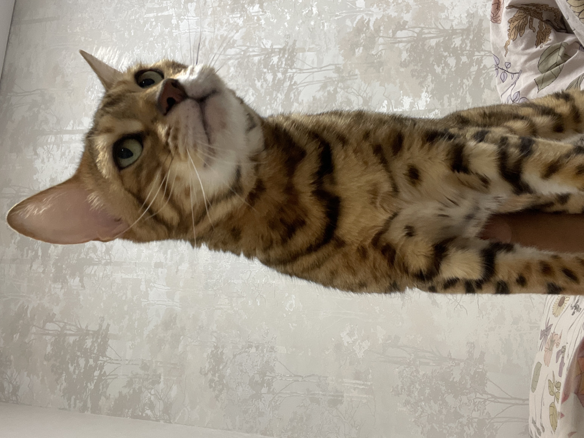A domestic Bengal cat, characterized by its rosetted brown and black fur pattern, is positioned centrally in the frame. The cat's head is tilted upwards and to the right, with its green eyes directed off-frame. Its right ear is fully visible, erect and pointed. Prominent white whiskers extend from its muzzle. A human hand, partially visible and light-skinned, is supporting the cat from beneath its chest. The background consists of a light-toned wallpaper patterned with repeating, stylized grey silhouettes of deciduous trees and foliage. In the lower portion of the image, underneath the cat, there is patterned fabric, likely bedding, featuring various floral and botanical designs in muted tones of pink, green, and brown. The scene is illuminated by soft, diffused light, suggesting an indoor domestic setting. No visual cues within the image permit identification of its geographical location as Izhevsk, Russia, or any specific city.
