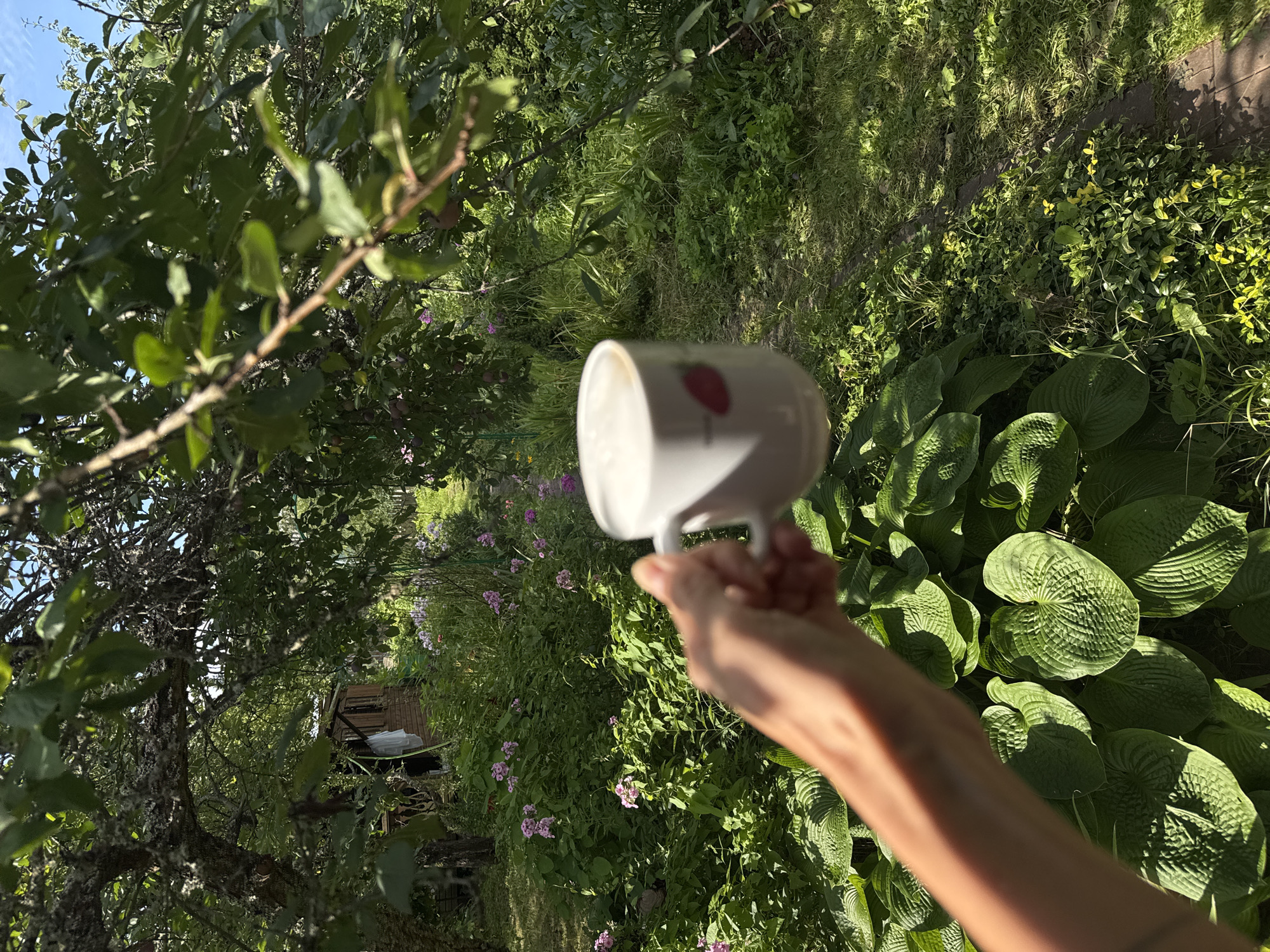 A hand is holding a white mug with a strawberry decal on it. The mug contains a coffee drink with foam. The background is a garden setting with green foliage and pink flowers. A small wooden structure is visible in the distance. The scene appears to be in a garden in Красная Пресня Снт, Russia, on a sunny day.