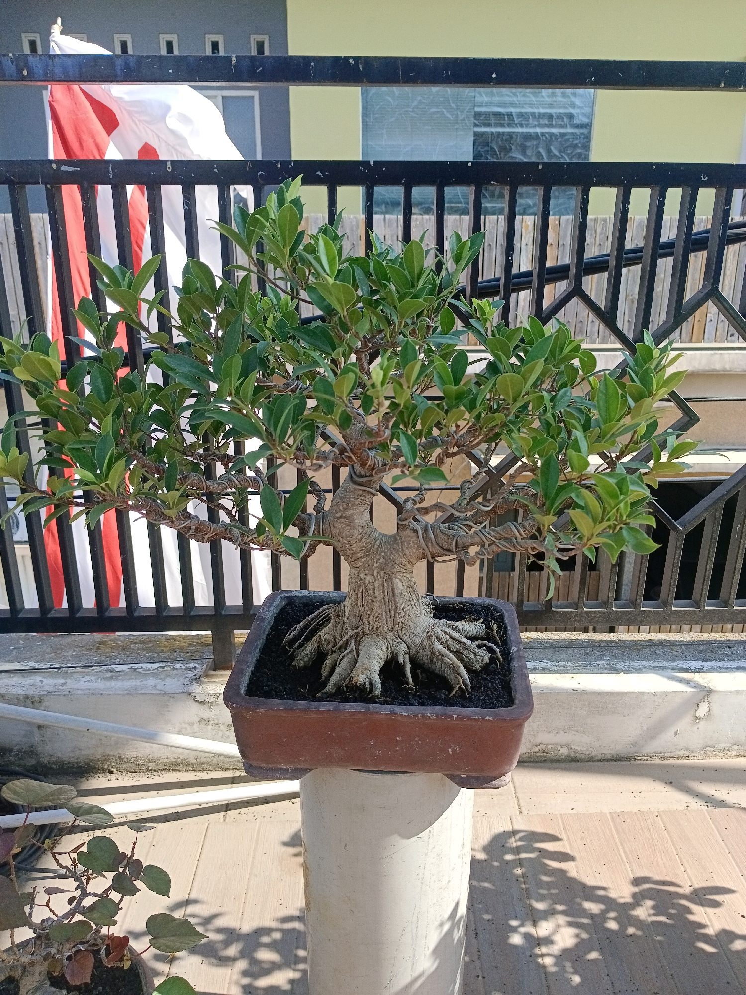 The image shows a bonsai tree with a thick, gnarled trunk and exposed roots, potted in a rectangular brown ceramic pot. The tree has numerous small, green leaves and is supported by a white cylindrical stand. In the background, a black metal fence is visible, behind which a red and white flag is draped. Further in the background, a building with a light yellow upper section and a grey lower section is visible, with several windows. The scene appears to be outdoors, with a tiled or wooden ground surface and shadows of leaves cast upon it. The overall setting suggests a residential or garden area. The presence of the Indonesian flag might indicate a location in Indonesia, possibly in the city of Krembangan.