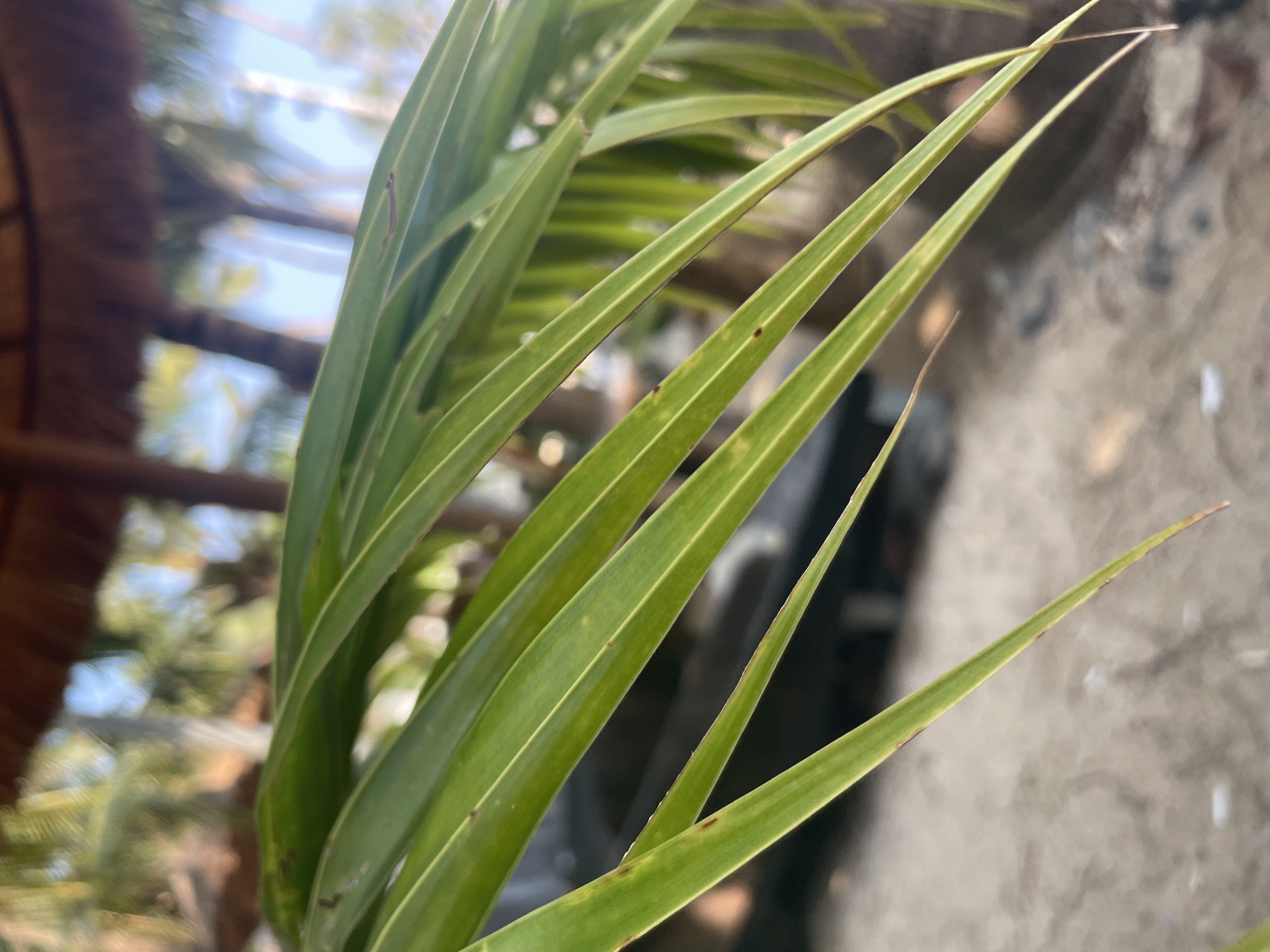 The image depicts a close-up view of palm fronds, likely situated in a tropical or coastal environment. The fronds are predominantly green with slight yellowing or browning on the tips and edges of some. The background reveals a sandy ground, and hints of other trees and a building structure. Given the prompt's information about the location being Bac Natural Heritage Area Trang, Vietnam, the scene can be inferred as a coastal area where palm trees thrive. There is no evidence of people or distinct actions. The focus is on the natural elements, specifically the fronds.