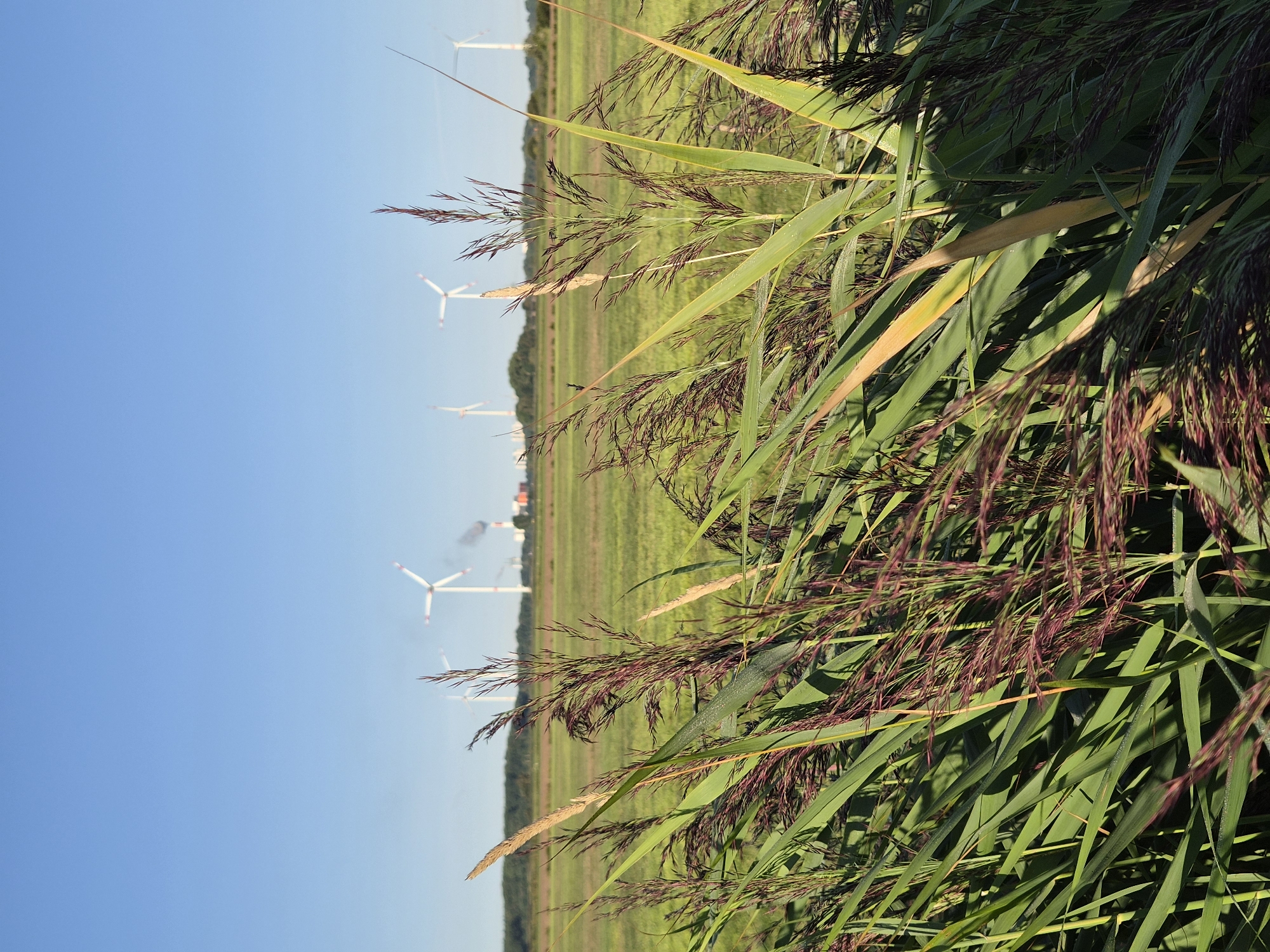 The image captures a rural landscape near Schiffdorf, Germany, dominated by tall, green reeds in the foreground. Beyond the reeds, a vast, flat green field stretches towards the horizon under a clear blue sky. In the distance, a line of white wind turbines stands against a backdrop of trees and industrial structures, including what appears to be a power plant with smoke emanating from its stacks. The lighting suggests it is daytime, with sunlight illuminating the field and reeds. The scene conveys a sense of open space and a mix of natural and industrial elements.
