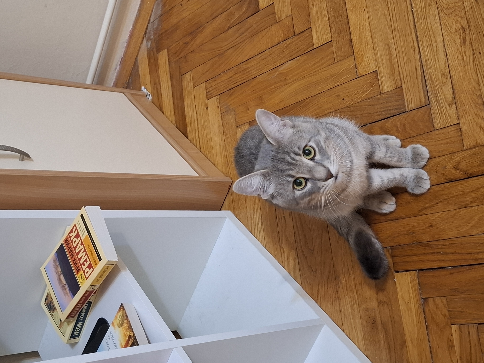 A high-angle shot shows a gray tabby cat lying on a wooden herringbone floor, its head tilted upwards and eyes looking at the camera. The cat's paws are tucked underneath its body. To the left of the cat, there's a white storage unit with several books inside. The topmost book displays Russian text and the author's name, "РЕМАРК". Behind the storage unit, there's a wooden cabinet with a light-colored surface and a silver handle. The setting is likely a residential interior in Novi Sad, Serbia.