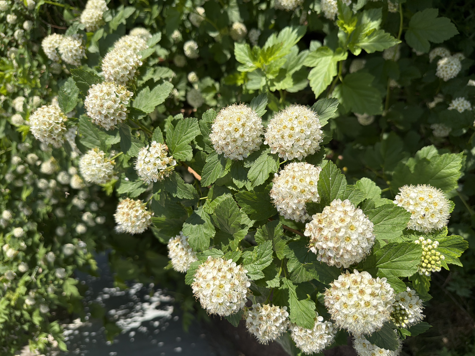 The image captures a close-up view of a shrub with clusters of white, spherical flowers and green leaves. The flowers appear to be in full bloom, with small yellow centers visible. The leaves are textured with visible veins. The shrub is positioned in an outdoor setting, likely a garden or park. The location is Unknown, Unknown.