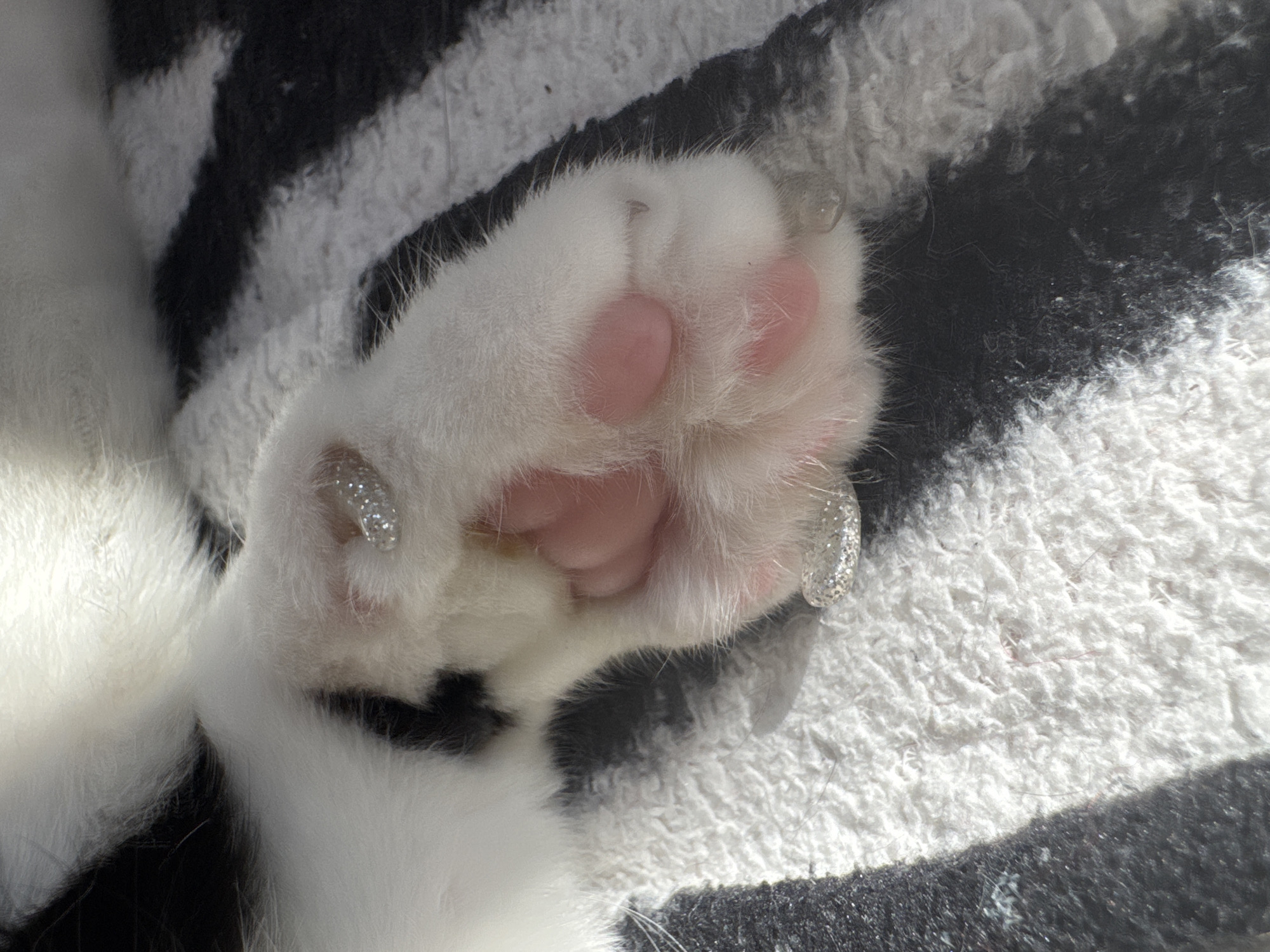 A close-up shows a white cat's paw with pink paw pads resting on a black and white striped textured surface. Clear nail caps encrusted with glitter are attached to the cat's claws. The background is a striped towel. The location is not discernible from the image.