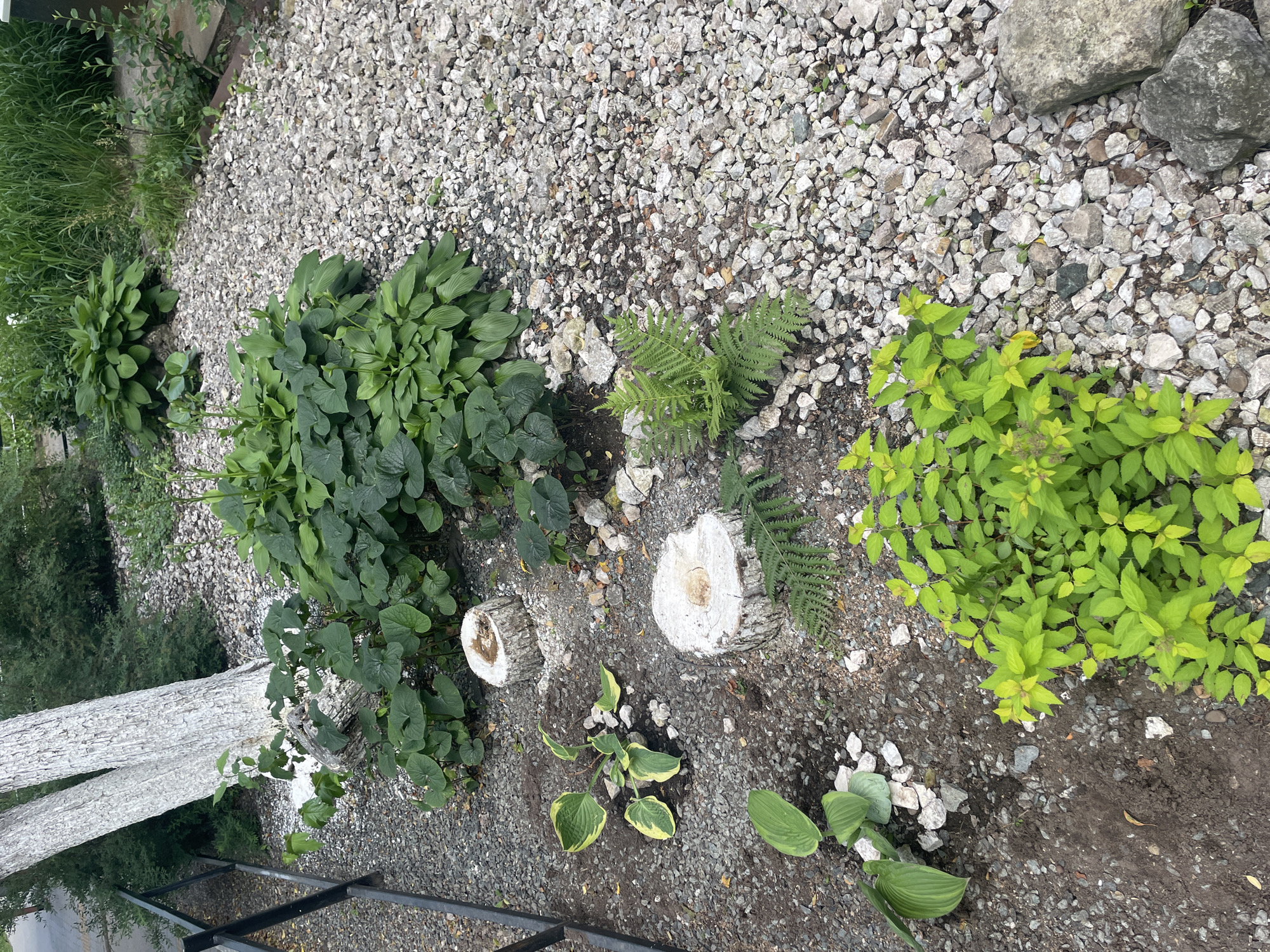 The image depicts an outdoor scene with a focus on a garden area. The ground is covered in a mixture of dark soil and light-colored gravel, interspersed with larger rocks. Several plants are visible, including large hosta-like plants with broad, green leaves, a delicate fern, and a shrub with bright green, small leaves. Two tree stumps, whitewashed, are placed in the garden, adding a decorative element. In the background, a tall, whitewashed tree trunk is prominent, with other greenery and foliage suggesting a natural or landscaped environment. A black metal railing is partially visible in the lower portion of the frame, hinting at a boundary or walkway. The lighting suggests it is daytime, with no specific weather conditions immediately apparent. There is no visible text in the image. The scene appears to be a quiet, possibly rural or suburban garden, with elements of natural and decorative landscaping.
