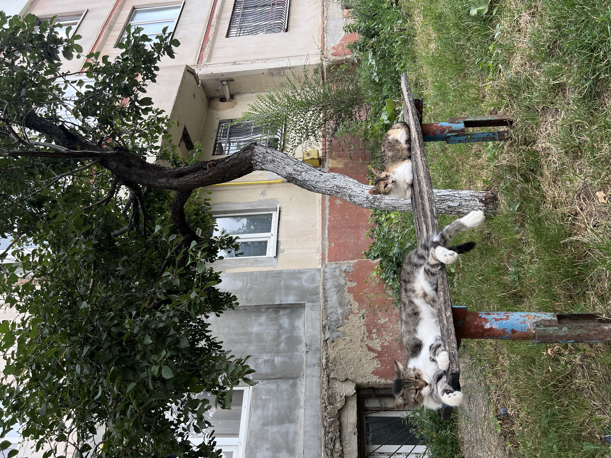 In Leova, Moldova, on a grassy area next to an apartment building, two cats are resting on a weathered wooden bench supported by rusty, painted metal legs. The larger cat, a tabby and white, is lying down with its paws tucked beneath it and its head resting on the bench. The smaller cat, also a tabby, is sitting upright with its paws tucked neatly. Behind the bench, a tree with lush green leaves partially obscures the building. The apartment building itself appears to be made of concrete with some signs of wear, featuring multiple windows, some with security bars. The environment is overcast, creating soft lighting.