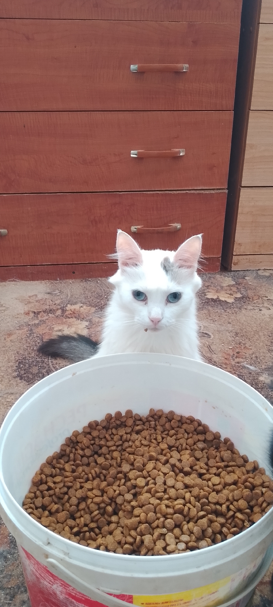 A white cat with blue eyes is sitting in front of a bucket of dry cat food. The cat has a grey patch on its head and a grey tail. The cat appears to be looking at the camera. In the background, there is a wooden dresser with two drawers. The image is taken from a low angle. The location of this image is unknown, and therefore cannot be confirmed to be in Belgorod, Russia.