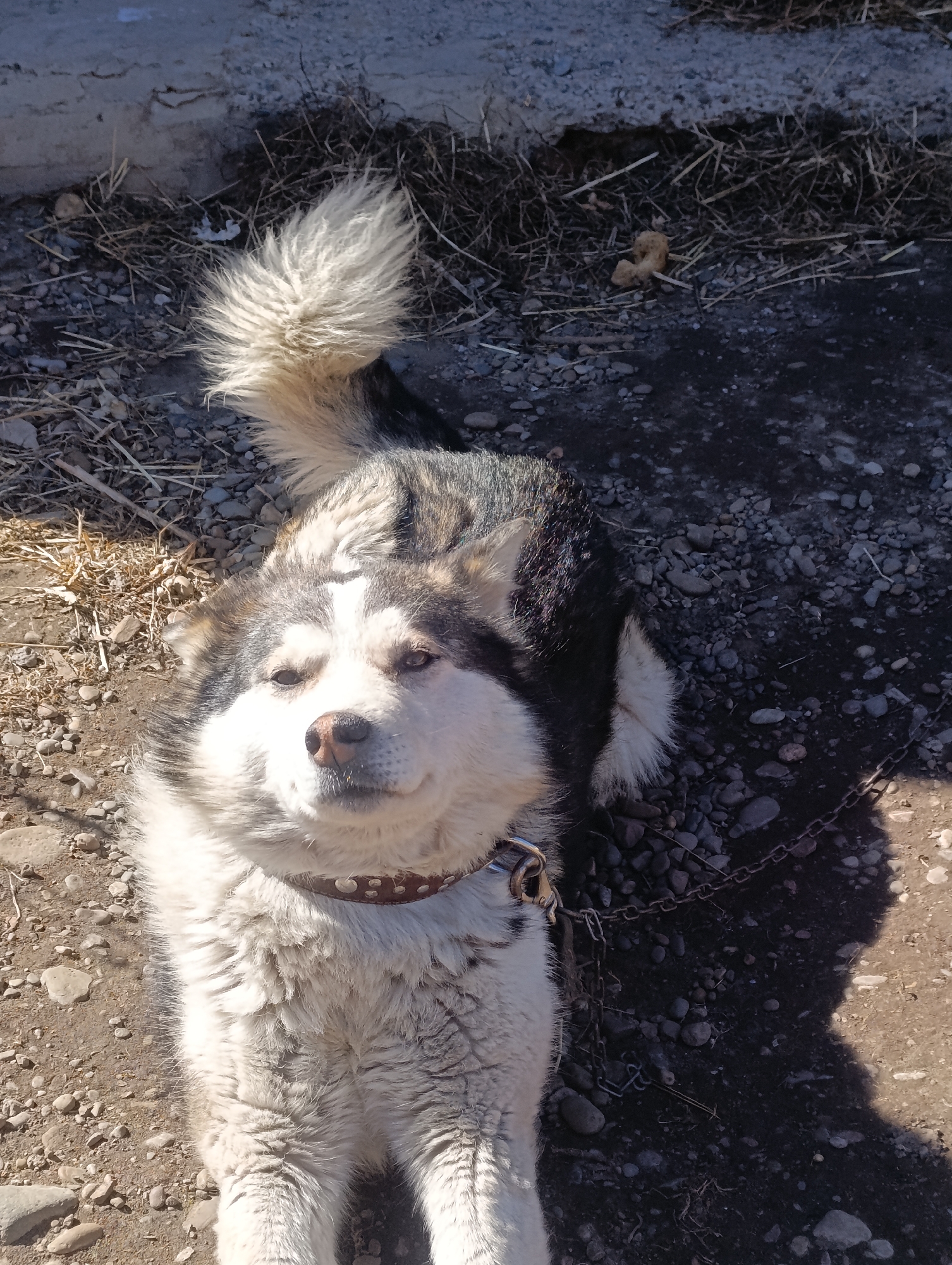 The image shows a medium-sized, predominantly white and gray-black husky-type dog with a brown leather collar and chain, lying on a ground surface covered with dirt, small rocks, and sparse dried vegetation. The location cannot be determined definitively as Krasnoyarsk, Russia. No people are visible in the frame. The dog is looking directly at the camera. Shadows suggest a bright, sunny day.