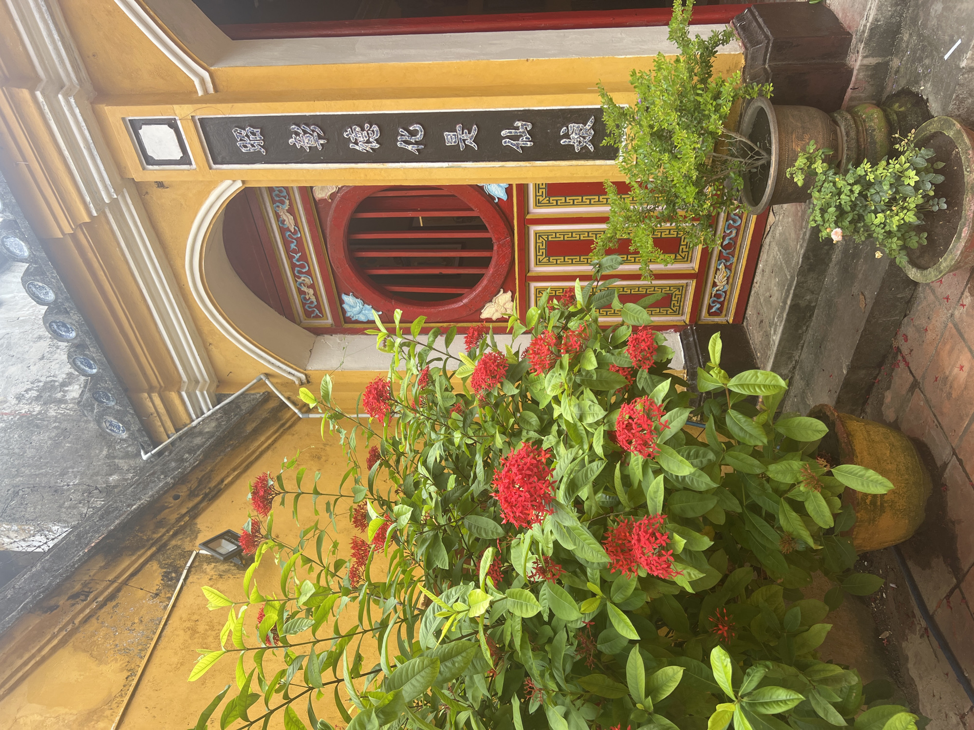 The image depicts the exterior of a building in Hoi An, Vietnam, likely a temple or a historic house, characterized by its vibrant yellow walls and ornate red wooden door. A large bush with clusters of bright red flowers dominates the left side of the frame, its pot resting on the tiled ground. To the right of the door, a black vertical plaque with white lettering in Vietnamese characters stands out. The door itself is red with intricate yellow and blue decorative elements and features a circular window with red bars. Two potted plants, a smaller one in the foreground and a larger, fuller one behind it, are placed on steps leading up to the entrance. The overall impression is one of traditional architecture and lush greenery, typical of the Hoi An streetscape.