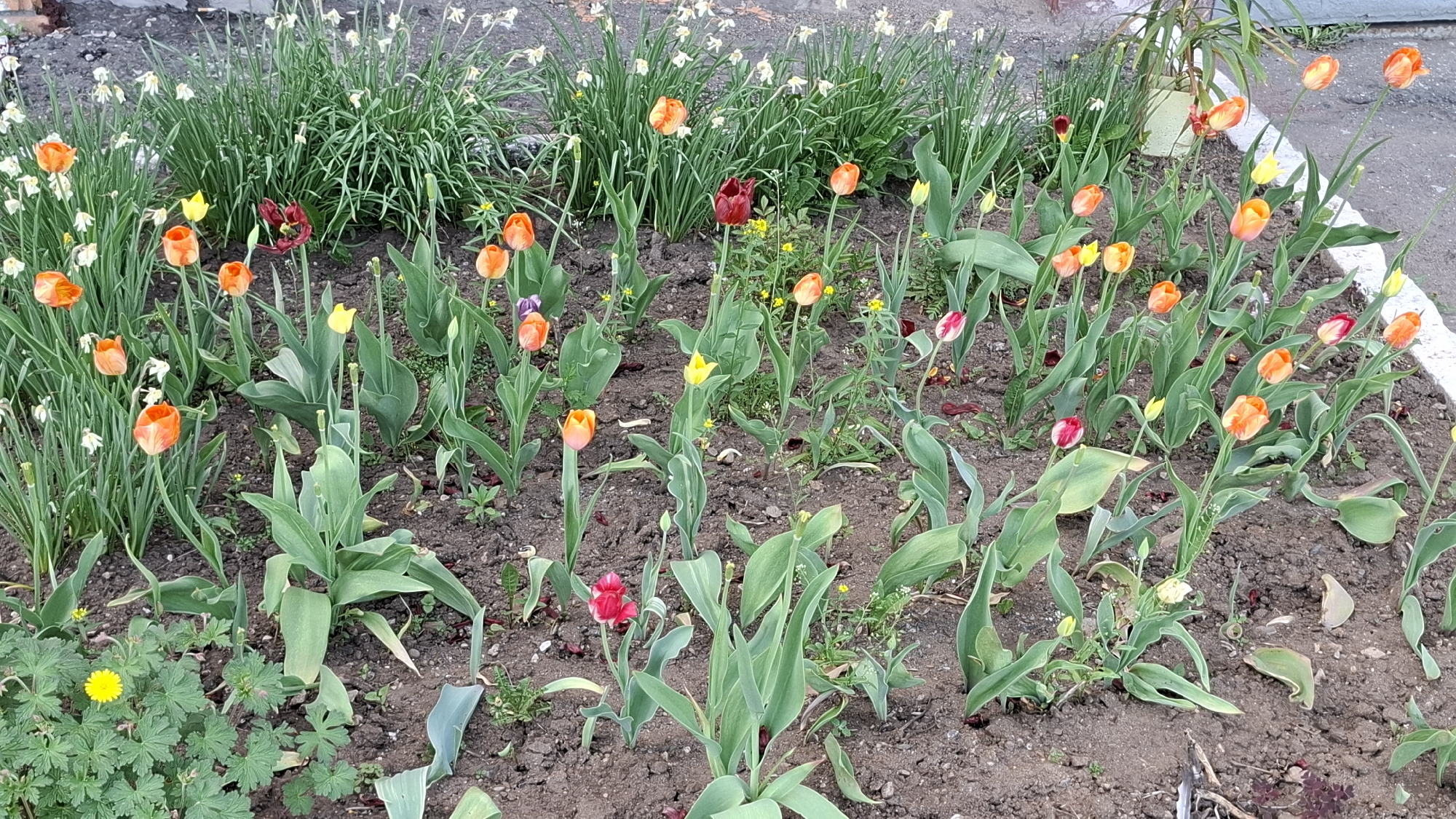 A garden bed in Kotelnich, Russia, is filled with blooming tulips and daffodils. The tulips are predominantly orange and red, with a few yellow blooms scattered throughout. The daffodils are white and located in the background. The ground is bare soil. Some green leafy ground cover is present near the lower left. A concrete surface can be seen on the right side of the frame.