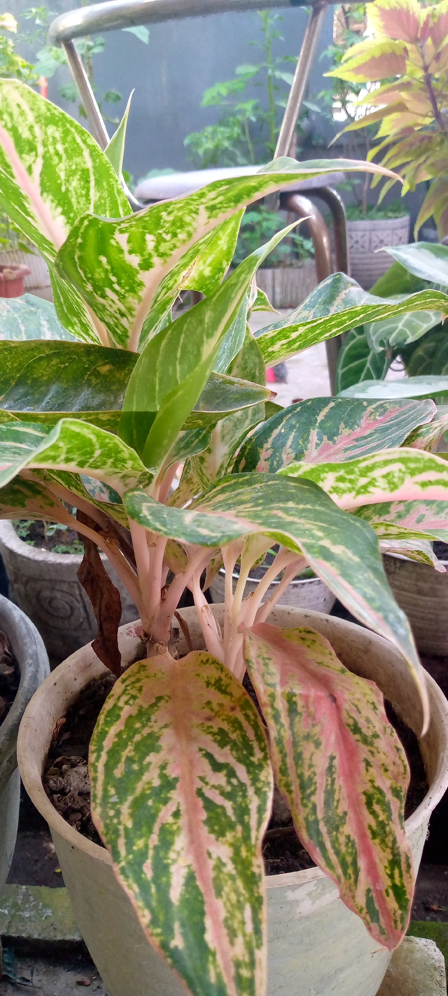 In a medium shot, an Aglaonema 'Siam Aurora' plant, characterized by its vibrant pink and green variegated leaves, is prominently displayed in a light-colored pot. The plant exhibits multiple stalks with leaves fanning out, creating a lush and dense appearance. The backdrop suggests an outdoor setting, possibly a garden or patio, with hints of other greenery and decorative pots in the background. A metallic structure, likely part of outdoor furniture or a railing, is visible in the upper portion of the frame. The lighting indicates it is daytime, likely late afternoon or early morning, casting soft light on the plant. The scene is located in Sumberwono, Indonesia.