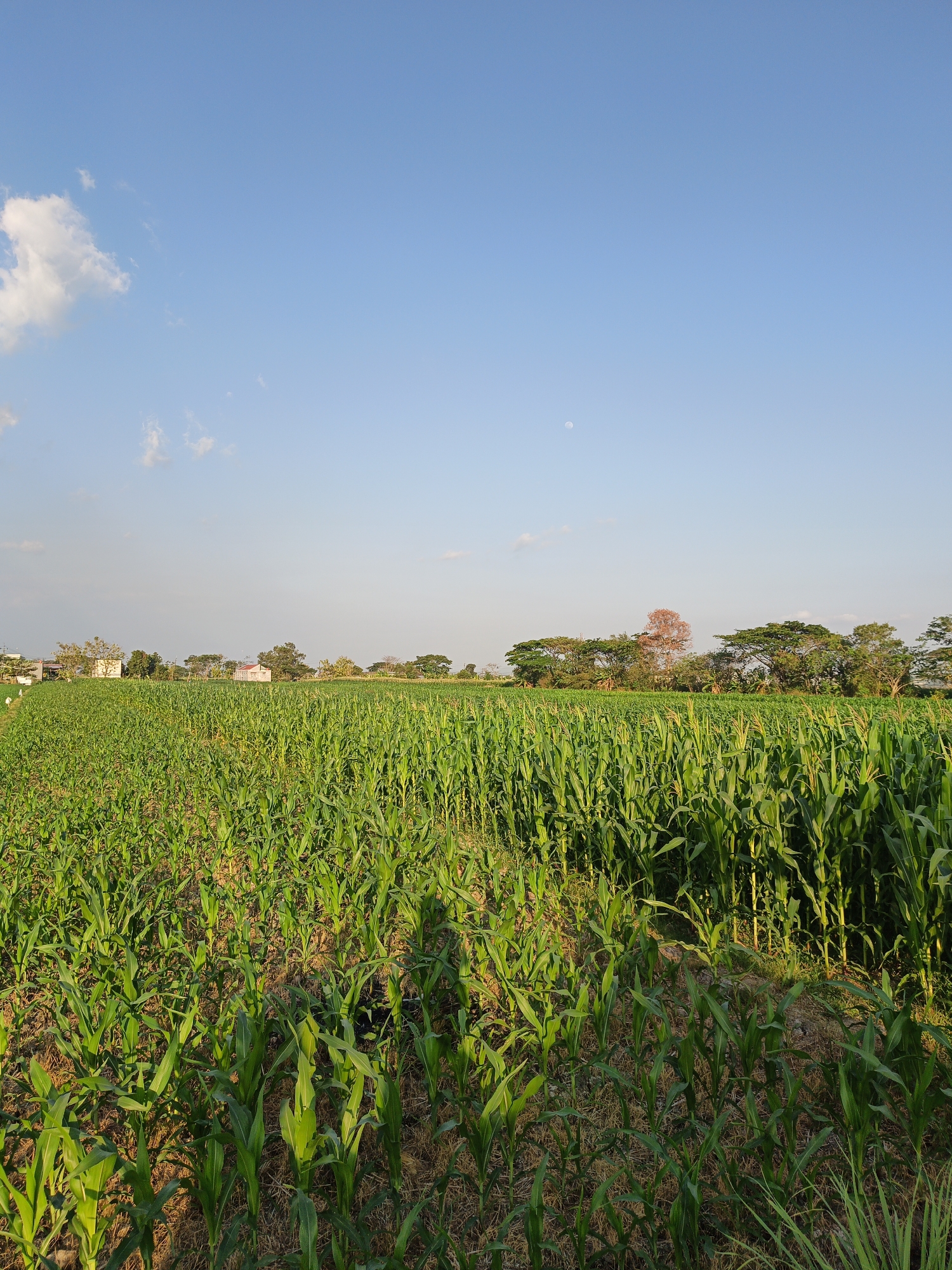 The image depicts a vast cornfield under a clear blue sky with scattered clouds. The corn stalks, varying in height, fill the foreground and extend towards a line of trees in the middle ground. Two houses, one white and another pink, are visible amidst the trees. A faint crescent moon can be seen in the upper right portion of the sky. The overall scene suggests a rural agricultural setting, likely in the vicinity of Kalikotes, Indonesia, given the context provided. No people are present in the image.