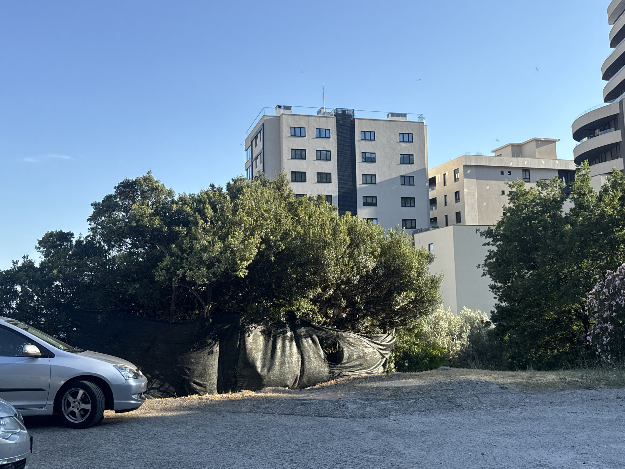 In Bečići, Montenegro, a silver hatchback is parked on a gravel surface in the foreground, its front left quarter visible. Behind the car, a dense, green tree is partially covered by a torn black fabric or netting that drapes around its base. Several multi-story apartment buildings rise behind the foliage under a clear blue sky. One building, a light-colored structure with multiple floors and dark-framed windows, is prominent in the mid-ground. Further in the background, another curved, modern building is partially visible on the right. The scene suggests an urban or semi-urban environment with a mix of greenery and modern architecture.