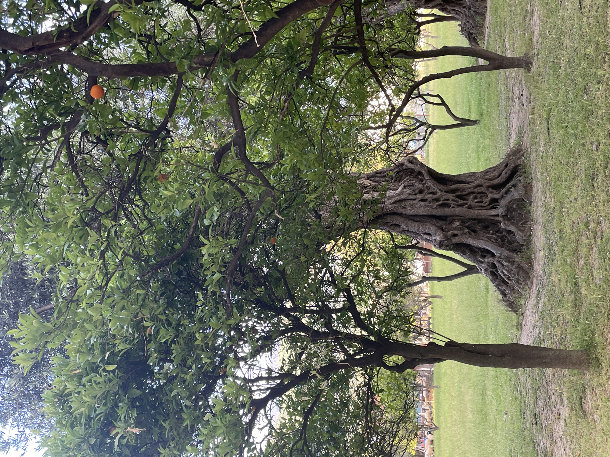 This outdoor image shows a row of mature trees with green foliage and textured trunks, suggestive of olive trees, in a grassy park-like setting. Several ripe oranges are visible on the branches of the leftmost tree. The trees form a canopy over a pathway or grassy area. In the background, indistinct structures and possibly a gathering of people can be seen. The location is consistent with a Mediterranean environment and the scene appears to be taken on a sunny day.
