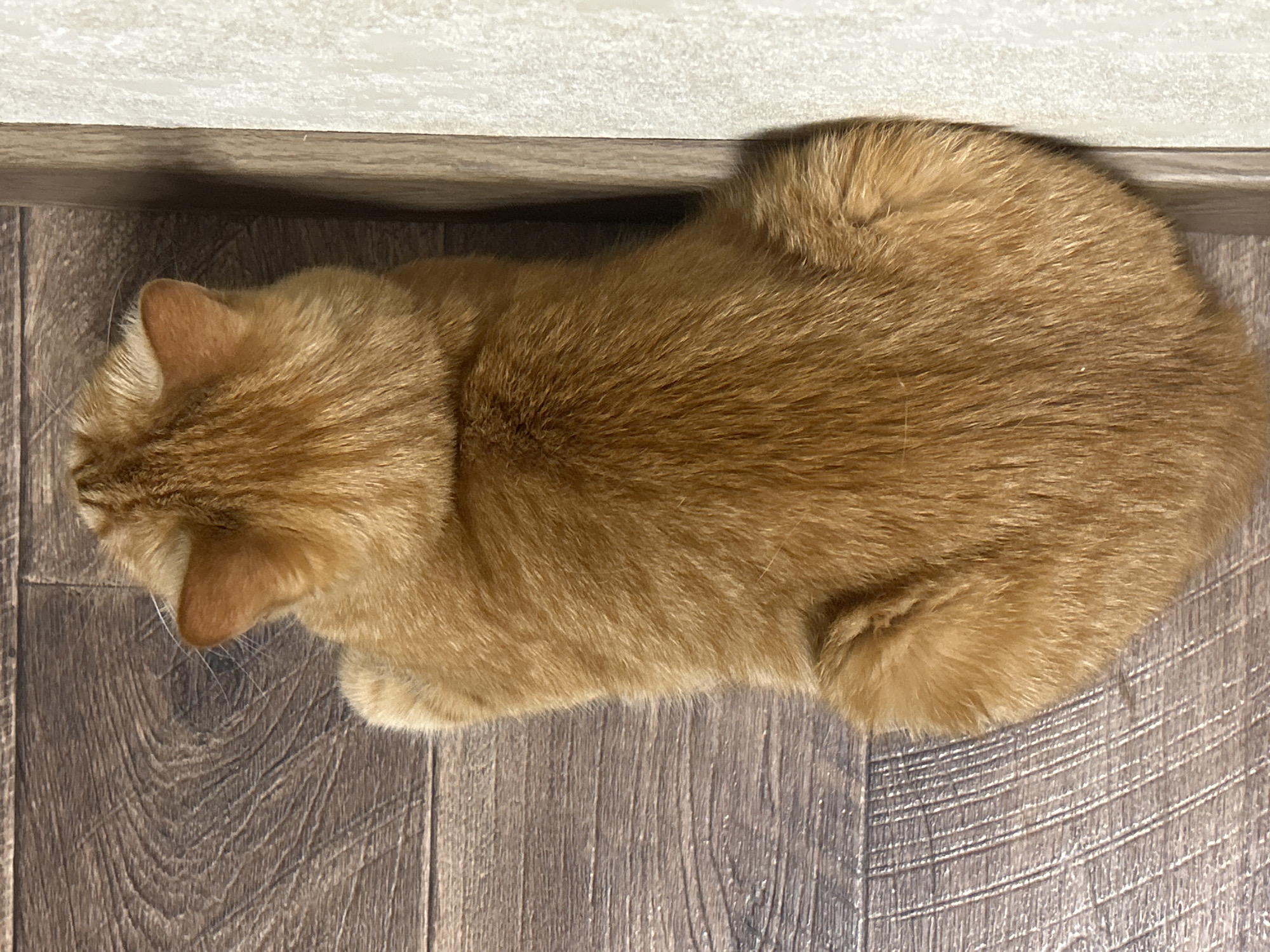 A top-down, full-body shot captures an orange tabby cat resting on a dark brown wooden floor, its body angled towards the right side of the frame. The cat is positioned against a wall, with its back facing the camera. The left side of the cat's head is visible, including one ear and whiskers. The floor features a wood grain pattern, and a portion of a textured wall is visible to the right of the cat.