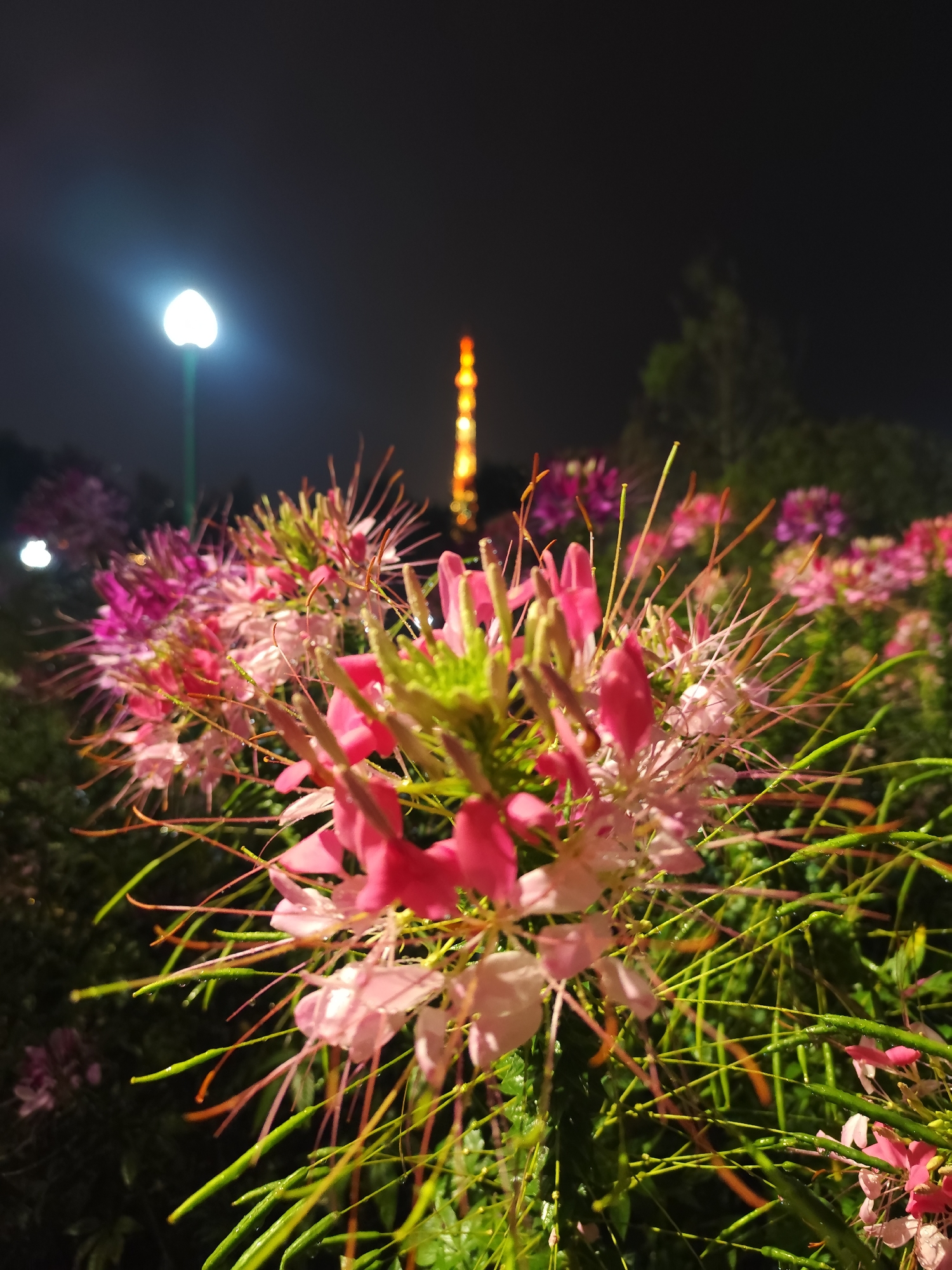 The image captures a close-up view of pink and white spider flowers, with a city scene visible in the background. The foreground is dominated by the intricate details of the flowers, their delicate petals, and elongated seed pods. Droplets of water cling to the green stems and pods, suggesting recent rain or dew.
In the background, a brightly lit tower is partially visible. To the left of the tower, a street lamp casts a soft, diffused light. The overall darkness of the background suggests the image was taken at night.
Based on the unique lighting and tower structure, the location is likely Da Lat, Vietnam, a city known for its flower gardens and distinctive architectural style.