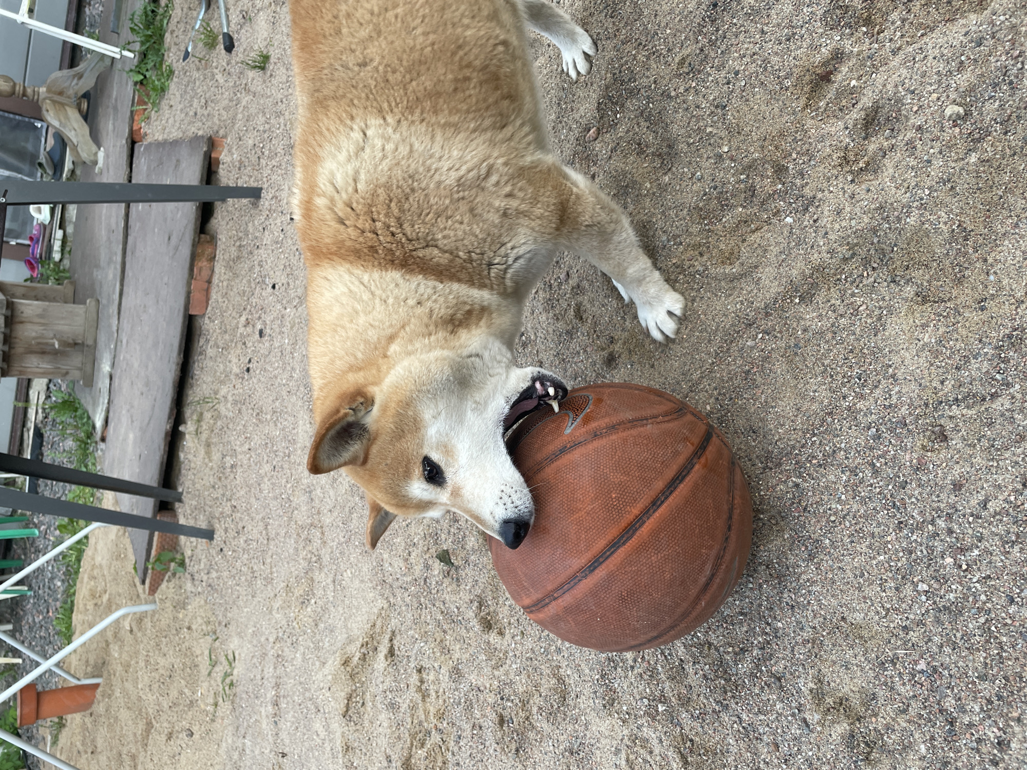 The image depicts a tan and white Shiba Inu dog biting a brown basketball on a sandy surface. The dog's teeth are visible as it grips the ball. The sandy ground consists of small pebbles and various debris. In the background, there is a wooden structure, possibly a deck or platform, and some gardening tools. The location is potentially in Sestroretsk, Russia, though there are no distinctive elements in the photo to definitively confirm this. The overall scene appears to be in a backyard or similar outdoor setting.