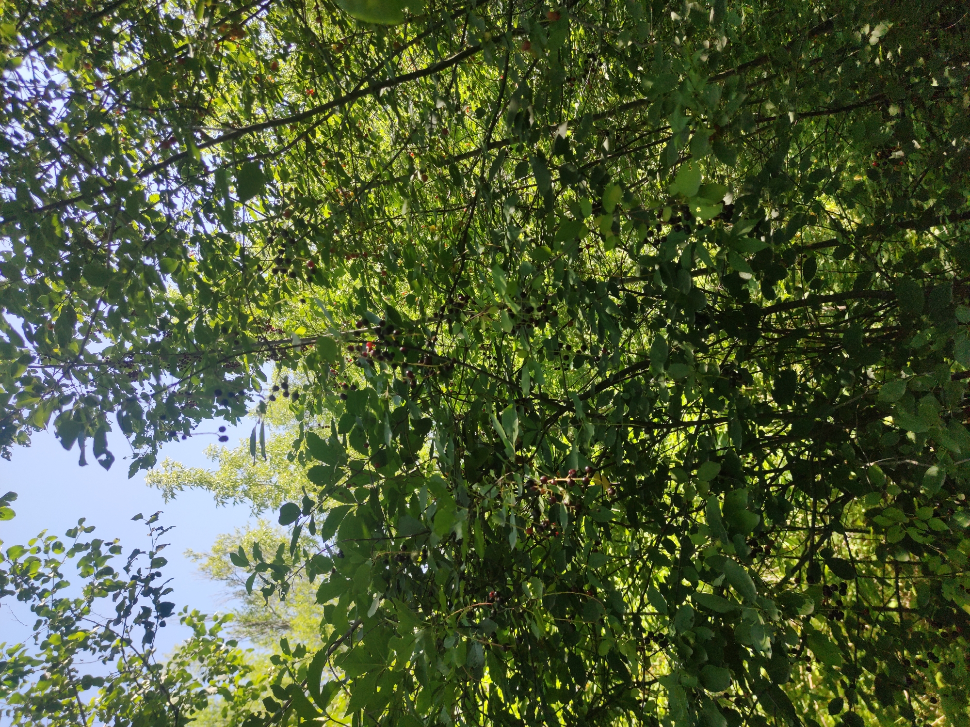 The image is a low-angle shot looking up into a dense canopy of trees and foliage. The scene appears to be a natural environment, likely a park or wooded area within the city of Almaty, Kazakhstan. Sunlight filters through the leaves, creating dappled lighting and highlighting various shades of green. Several branches are laden with dark berries, suggesting the presence of fruit-bearing trees or shrubs. The sky is visible in patches through the gaps in the leaves, appearing bright blue. There are no people or animals visible in the image. The overall impression is one of a lush, verdant natural setting.