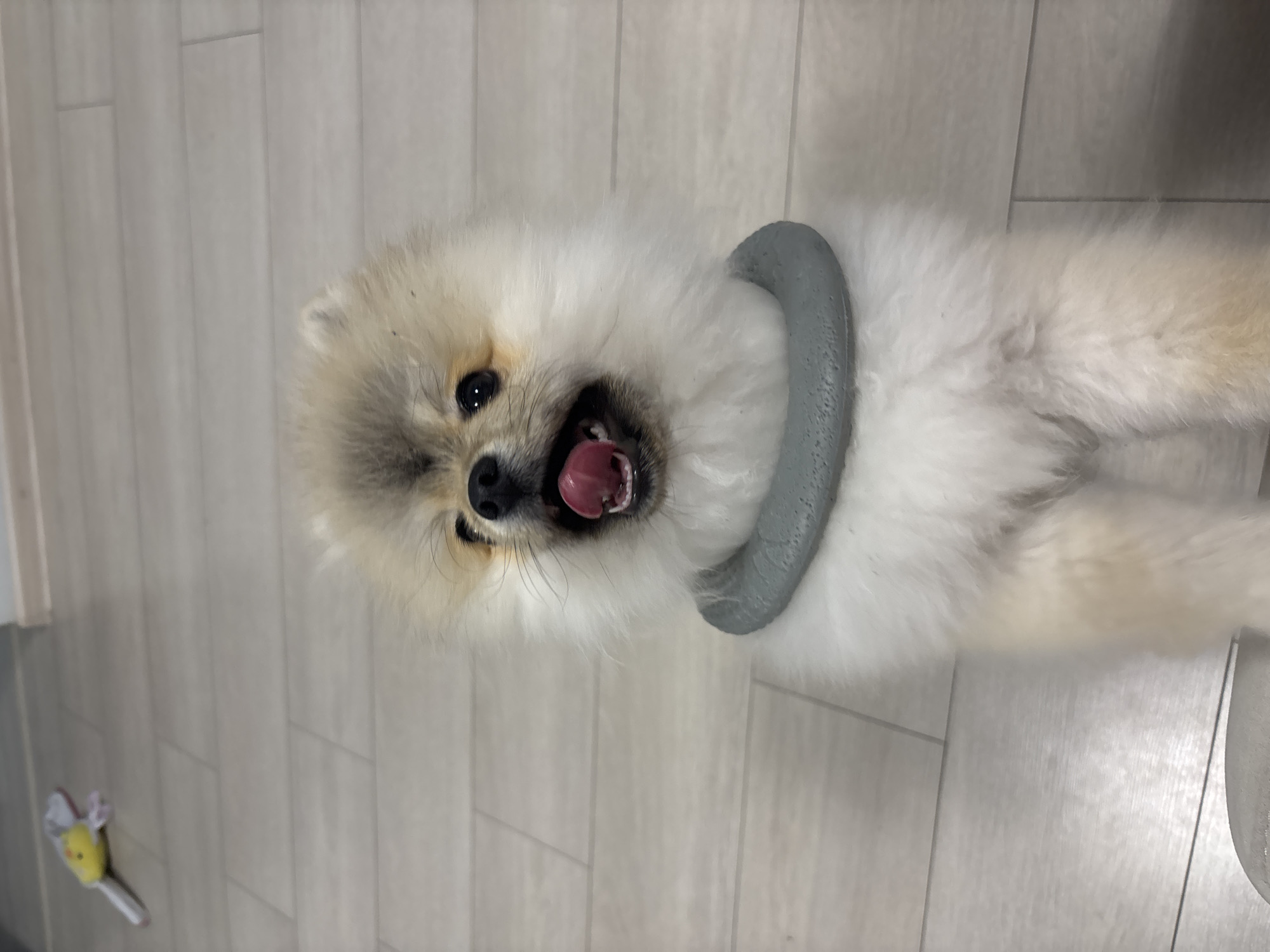 A cream-colored Pomeranian dog lies on a light-colored, wood-look tiled floor. It has a gray, donut-shaped object around its neck. The dog is panting with its tongue visible. A yellow and gray pet toy is in the lower left corner of the image. The location is unknown, and the scene does not contain enough information to determine if it is located in Plovdiv, Bulgaria.