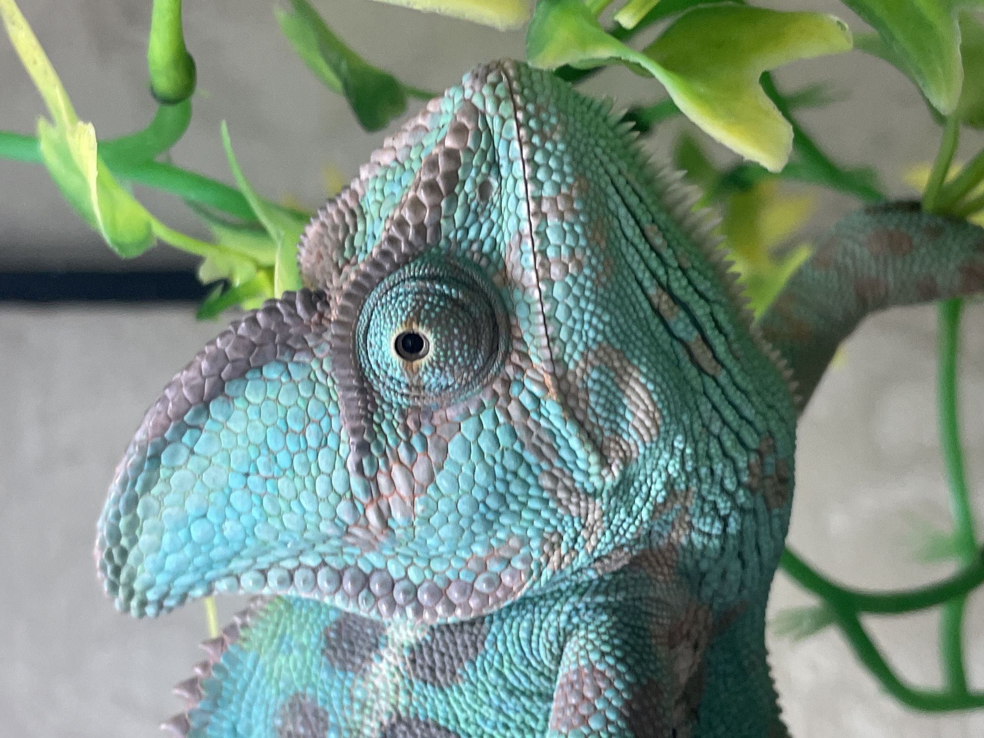 A close-up, side-view, eye-level shot captures the head and upper body of a veiled chameleon with turquoise and brown patterned scales. The chameleon is perched on a green artificial plant, with a light gray, out-of-focus background. The chameleon's eye is clearly visible, looking slightly to the right. The lighting is even, highlighting the textured scales of the reptile. The scene appears to be indoors, possibly in a terrarium. The city of Sochi, Russia, is not depicted in this image.