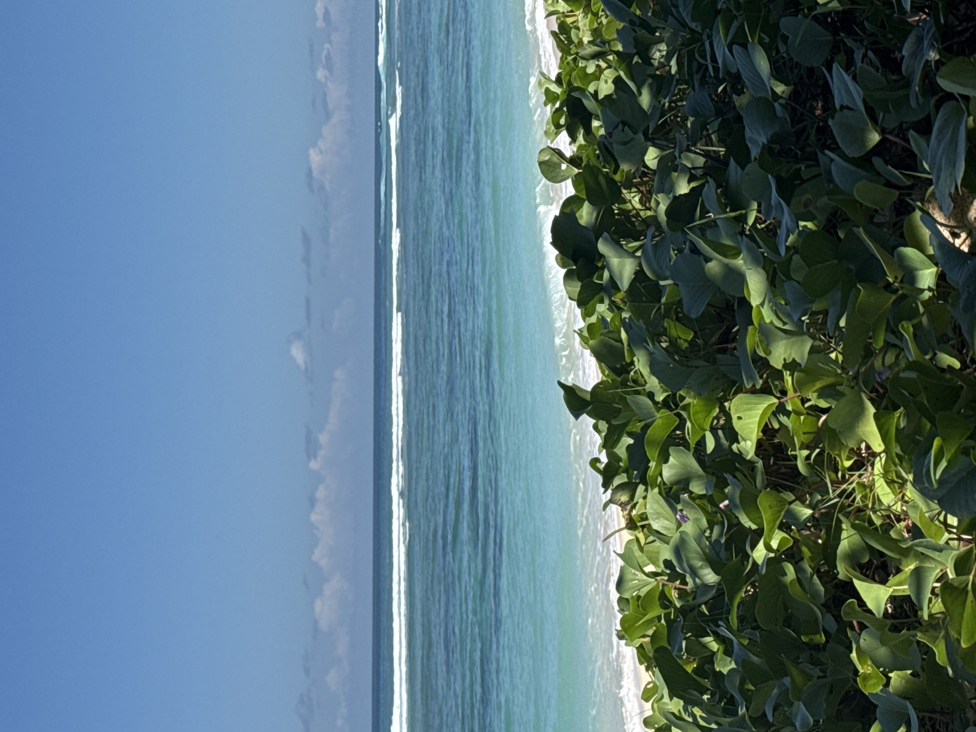 This image, presented vertically but depicting a horizontal scene, captures a serene tropical beach landscape under bright, clear daylight.
On the right side of the frame, dense, vibrant green foliage, characteristic of coastal vegetation with large, broad leaves (possibly beach morning glory), fills the foreground. The sunlight illuminates the leaves, creating variations in color from bright green to darker shades, and casting soft shadows.
Beyond the lush greenery, the main subject is the ocean, stretching across the middle of the image. The water displays beautiful gradients of turquoise and light blue, indicating clear, shallow waters near the shore. Consistent white lines of gentle waves break along the sandy shoreline, which is visible as a narrow strip where the water meets the land. The ocean appears calm and inviting.
The left side of the frame is dominated by a vast, clear blue sky, with a few soft, white cumulus clouds scattered near the distant horizon. The absence of people or man-made structures emphasizes the natural beauty and tranquility of the scene. The weather appears sunny and pleasant, typical of a tropical day, likely morning or early afternoon. The visual cues of tropical vegetation, clear blue-green water, and sandy beach align with the provided location context of Kuta Selatan, Indonesia.
No visible text is present in the image.