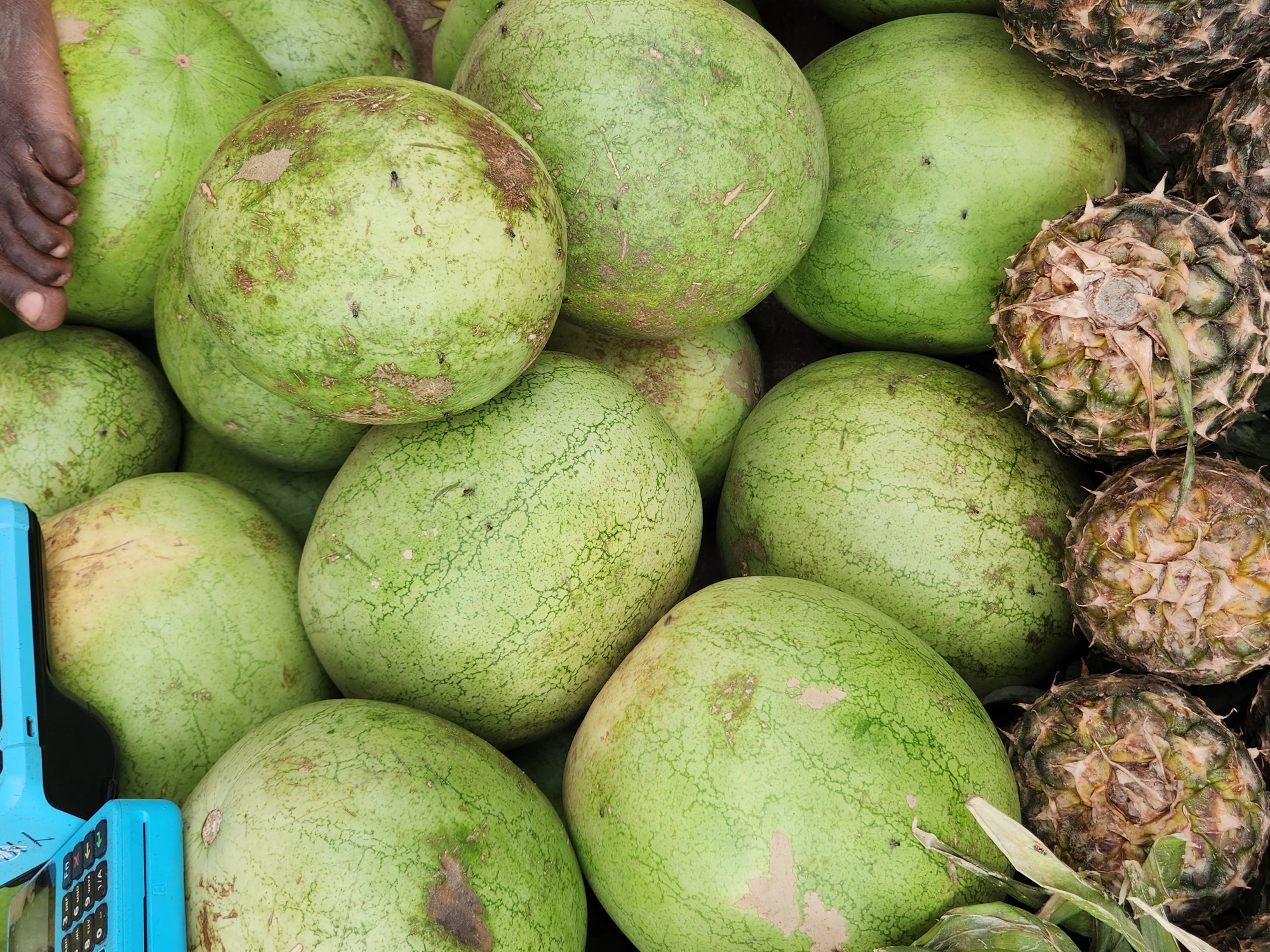 The image depicts a close-up, overhead view of a fruit stall in Sabon Tasha, Nigeria. A large pile of green watermelons dominates the frame, with some showing blemishes and slight discoloration. Interspersed with the watermelons, particularly in the foreground, are several pineapples, their spiky exteriors visible. A portion of a blue electronic payment device, likely a point-of-sale terminal, is visible in the upper left corner, resting on one of the watermelons. In the upper right, a person's bare foot, with toes and toenails visible, is positioned on top of a watermelon, suggesting interaction with the fruit. The overall lighting suggests an outdoor setting during the day. The presence of flies on some of the fruits indicates a potentially warm and humid environment.