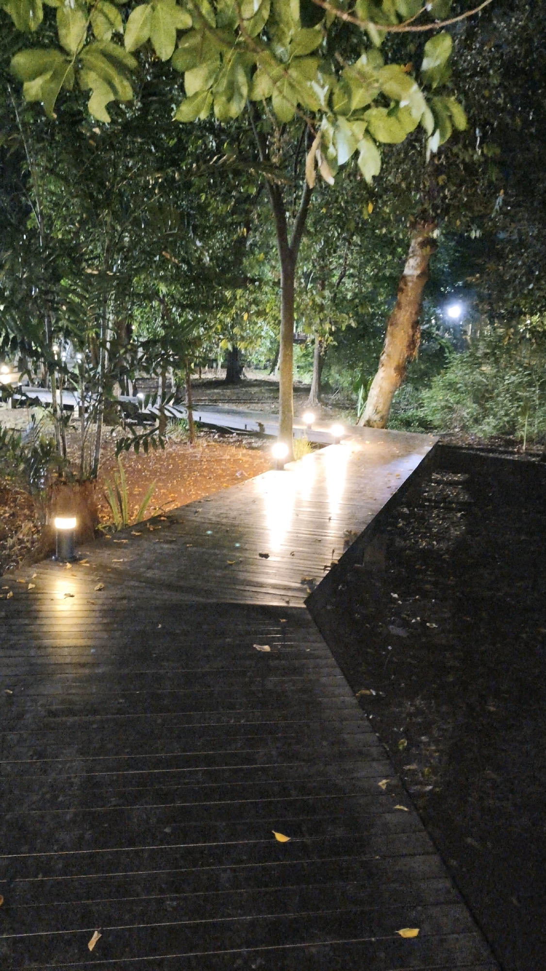 An outdoor wooden boardwalk at night in South Jakarta, Indonesia, is illuminated by soft, warm-toned pathway lights. The boardwalk, constructed from dark planks, curves into the distance. Scattered fallen leaves are visible on the boardwalk and in the adjacent grassy area. Lush green trees and foliage form a dense backdrop, with one tree trunk prominently visible on the right side of the frame. Another tree with a lighter bark stands more centrally. The overall atmosphere is serene and natural, enhanced by the gentle lighting.