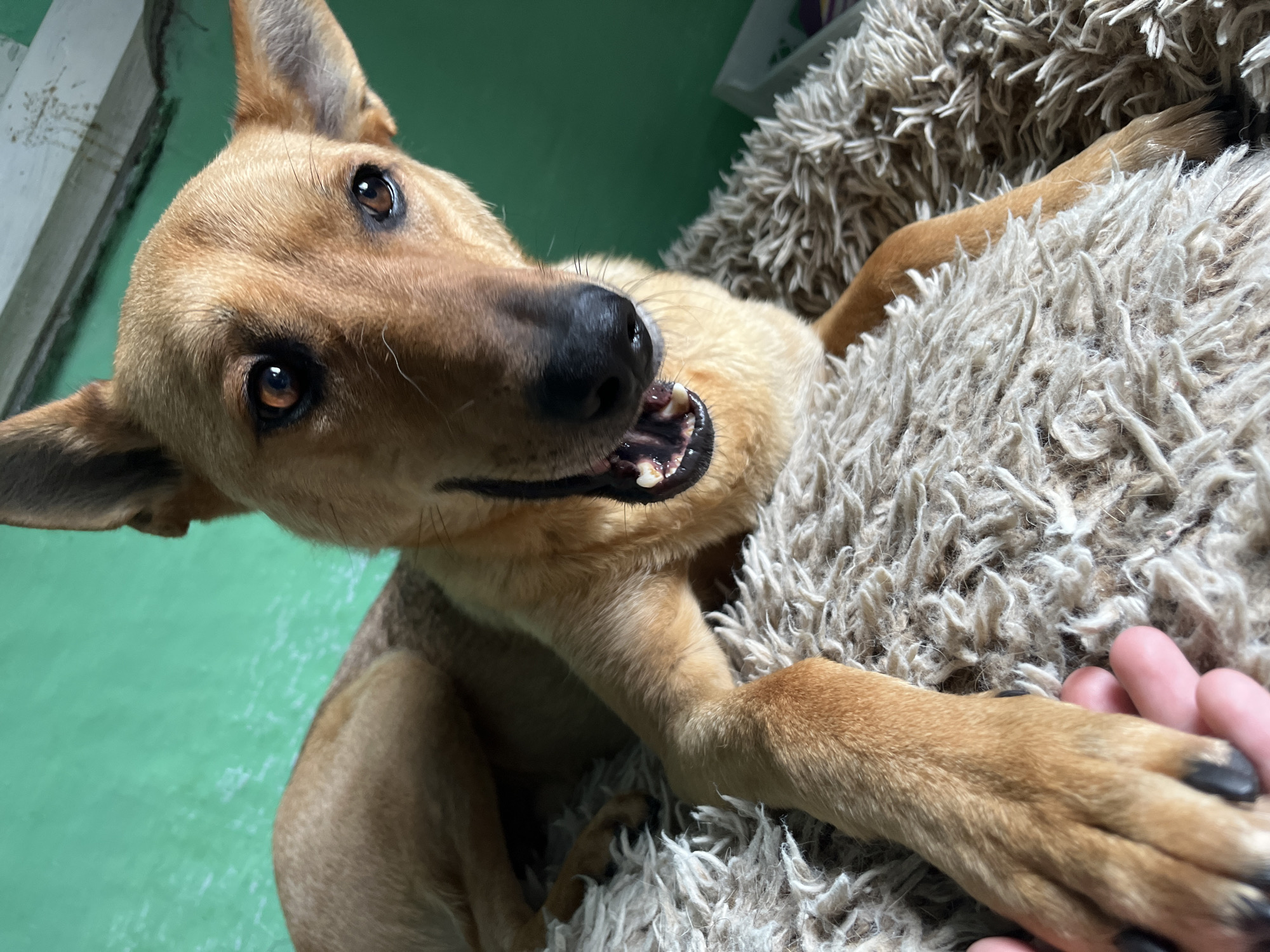 A medium-sized, tan-colored dog with dark eyes and perky ears is lying on a fluffy, cream-colored rug. The dog is looking directly at the camera with its mouth slightly open, revealing its teeth. Its front paws are resting on the rug, and one paw is near a human hand. The background is a bright green wall. The scene is indoors, likely in a home. The image does not contain any information about the city of Nizhny Tagil, Russia.