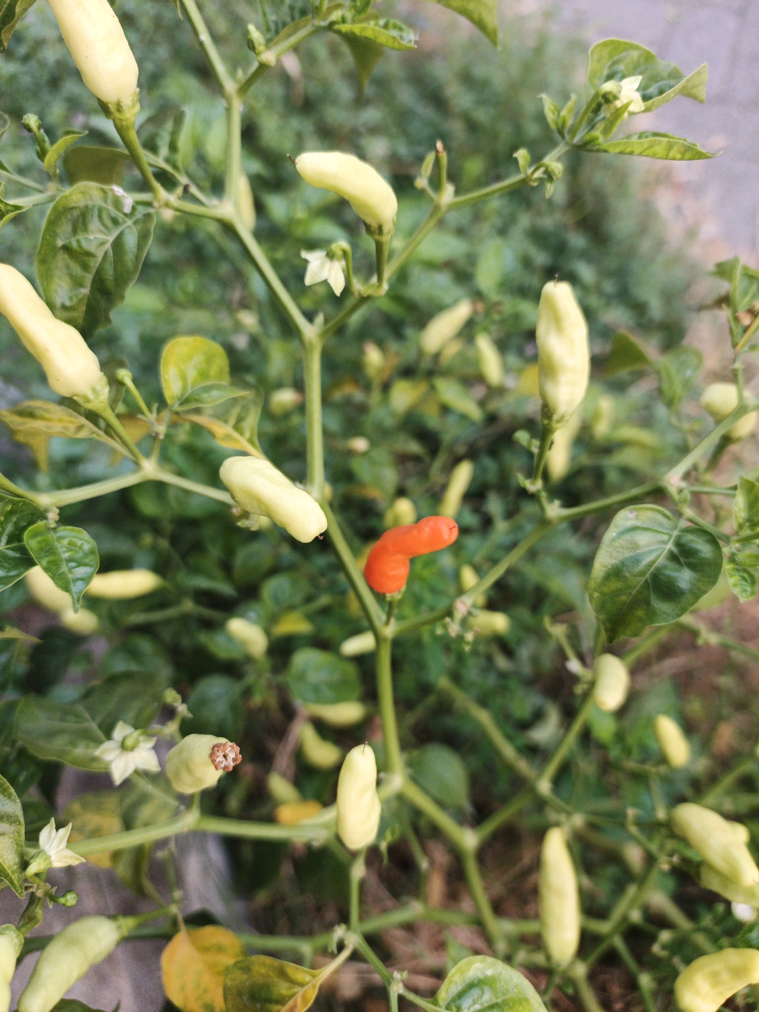 A close-up, high-angle shot captures a chili pepper plant with several pale yellow, unripe peppers and one vibrant red, ripe pepper. The plant is growing outdoors in Ketegan, Indonesia, with a blurred background of greenery and a hint of a paved surface. The focus is on the detail of the peppers, some of which are still connected to small white flowers.