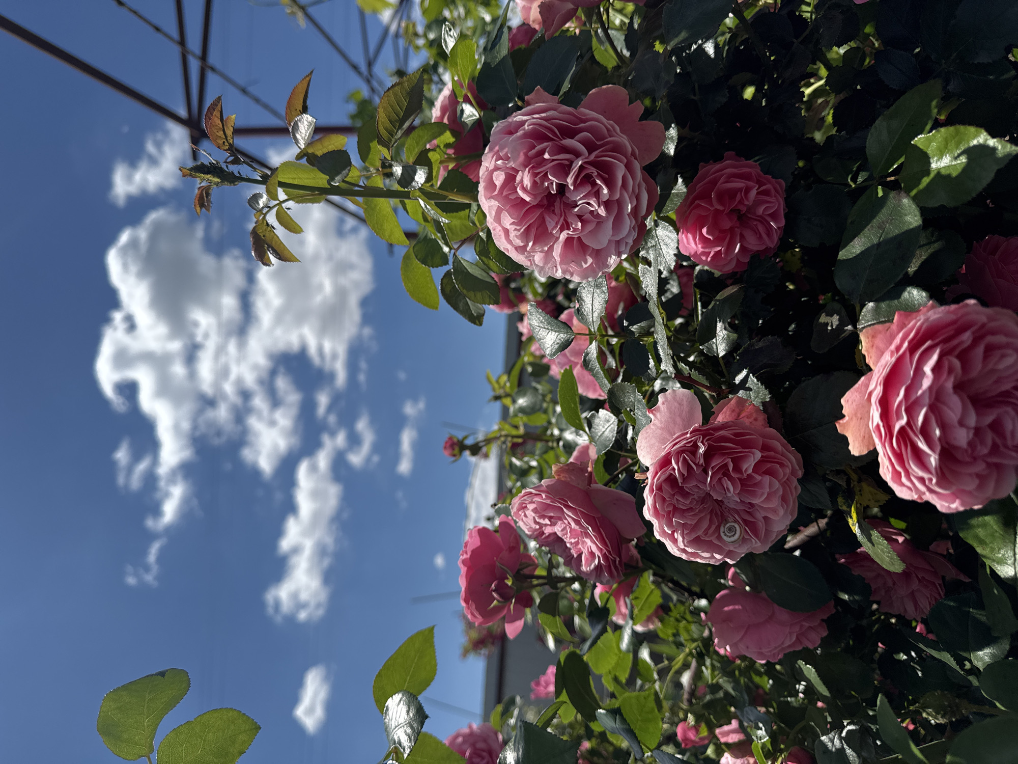 A medium shot captures a cluster of pink roses in bloom against a bright blue sky with scattered white clouds. The roses are diverse in their stage of bloom, with some fully open and others budding. Their petals are layered and textured, with shades of pink ranging from light to deep. Green leaves surround the roses, some catching the sunlight and appearing glossy. In the background, a dark metal structure, possibly a trellis or fence, is partially visible. The overall scene suggests an outdoor garden setting on a sunny day. The location is described as Unknown, Unknown.