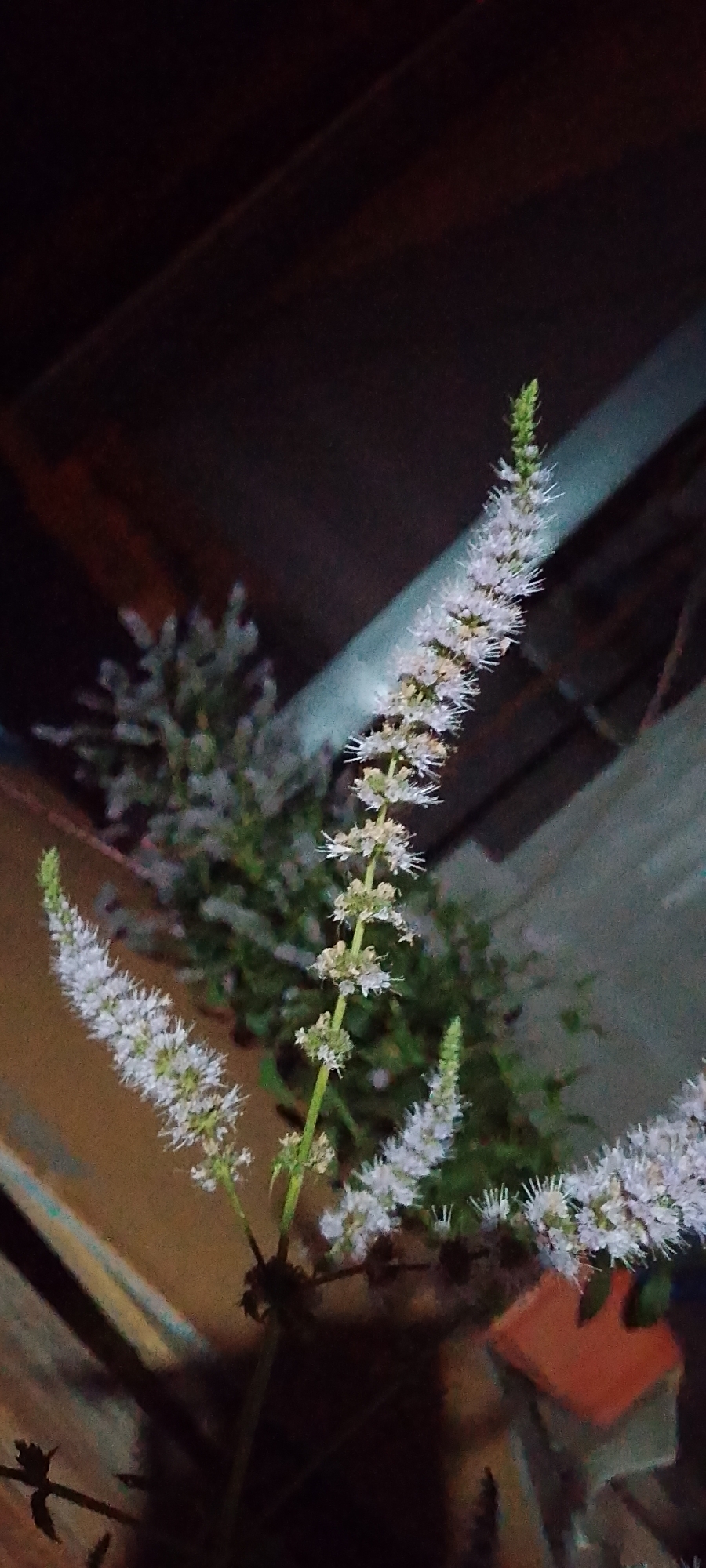 The image shows a close-up of several stalks of flowering mint plants, likely *Mentha*. The flowers are small, white, and arranged in a dense spike at the top of each stalk. The background is dark and out of focus, with some structural elements visible, possibly part of a building or outdoor shelter. The lighting suggests it is either nighttime or a dimly lit indoor space. There are no people or animals visible in the image. The scene does not provide any specific clues to determine its exact location within the city of Belgorod, Russia, beyond the general presence of common flora.