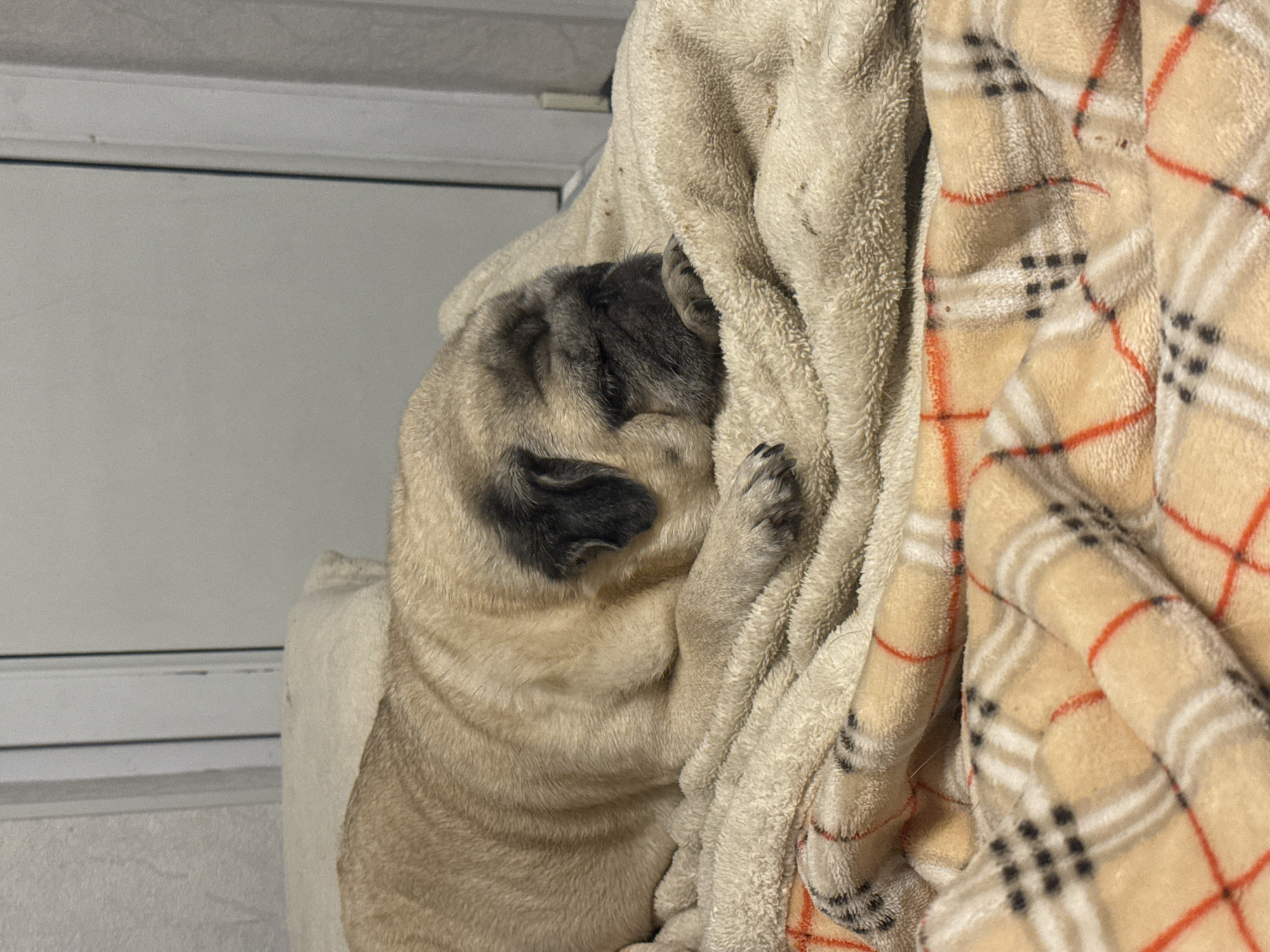 A fawn-colored pug dog is sleeping soundly on a beige, fuzzy blanket, which is laid out on top of another blanket with a plaid pattern of beige, red, and black. The dog's head is tucked towards its body, and one paw is resting near its face. The background shows a plain gray wall and the edge of a white doorframe. The image appears to be taken indoors, likely in a residential setting.