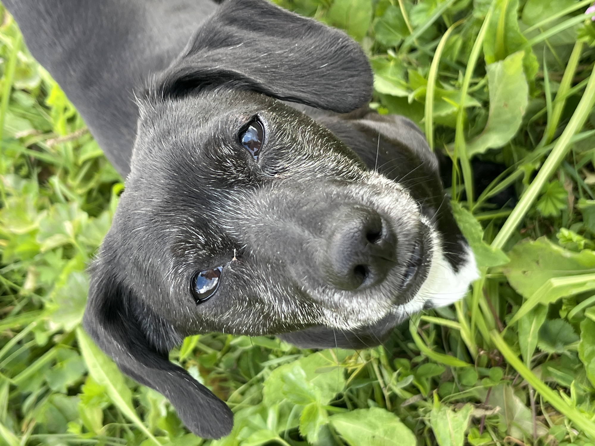 A black puppy with white markings on its chest and muzzle is looking up at the camera, its face speckled with gray hairs. The puppy is positioned in tall green grass, with some of the blades obscuring parts of its body. The background is a blur of more green foliage. No specific location in Nizhny Tagil, Russia, can be determined from the image.