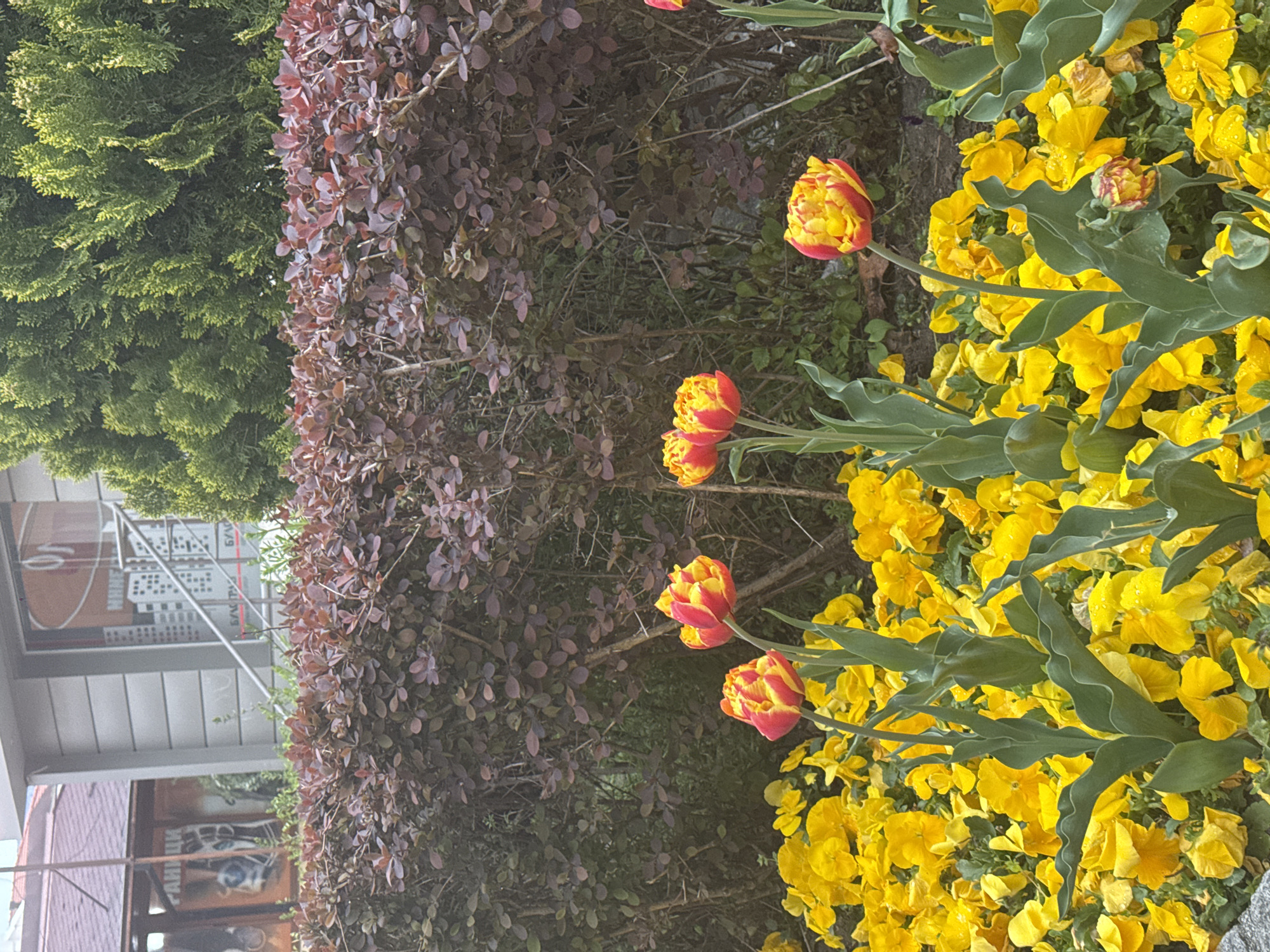 The image displays a vibrant outdoor scene dominated by various plants. On the far left, a dense hedge of green coniferous bushes forms a vertical band. Adjacent to it, towards the center, is another hedge characterized by dark red or burgundy-colored leaves, possibly a variety of barberry. To the right, a lively bed of numerous small, bright yellow flowers, likely pansies or violas, covers the ground. Scattered among these yellow blooms, several distinctive red and yellow variegated tulips, possibly parrot tulips, stand tall on their green stems. Many of the yellow flowers are dotted with small water droplets, suggesting recent rain or morning dew.
No human activity is depicted; the scene is a static botanical display. The lighting appears soft and diffused, typical of an overcast day or early morning/late afternoon. In the upper left background, part of a building is visible, featuring windows or reflective surfaces and some metallic structural elements. Blurry text, discernable as Cyrillic script (e.g., fragments like "БАУТРА" and "ГАНИЦА"), can be seen on the building's surface or reflection, though it is largely unreadable. The scene is set in Sliven, Bulgaria.