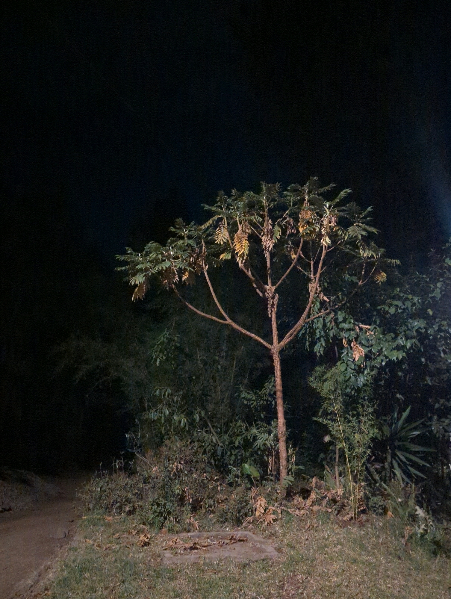 A medium shot captures a solitary tree standing in a clearing at night, with a dirt path to the left and dense foliage to the right. The tree is bare-branched and appears to be shedding its leaves, some of which are yellowed and brown. The dark background suggests an outdoor, natural setting, possibly in the rural outskirts of Musanze District, Rwanda. There are no people or animals visible in the image, and the overall atmosphere is still and quiet. The lighting is dim, with a faint illumination from an unseen source, casting subtle shadows on the ground.