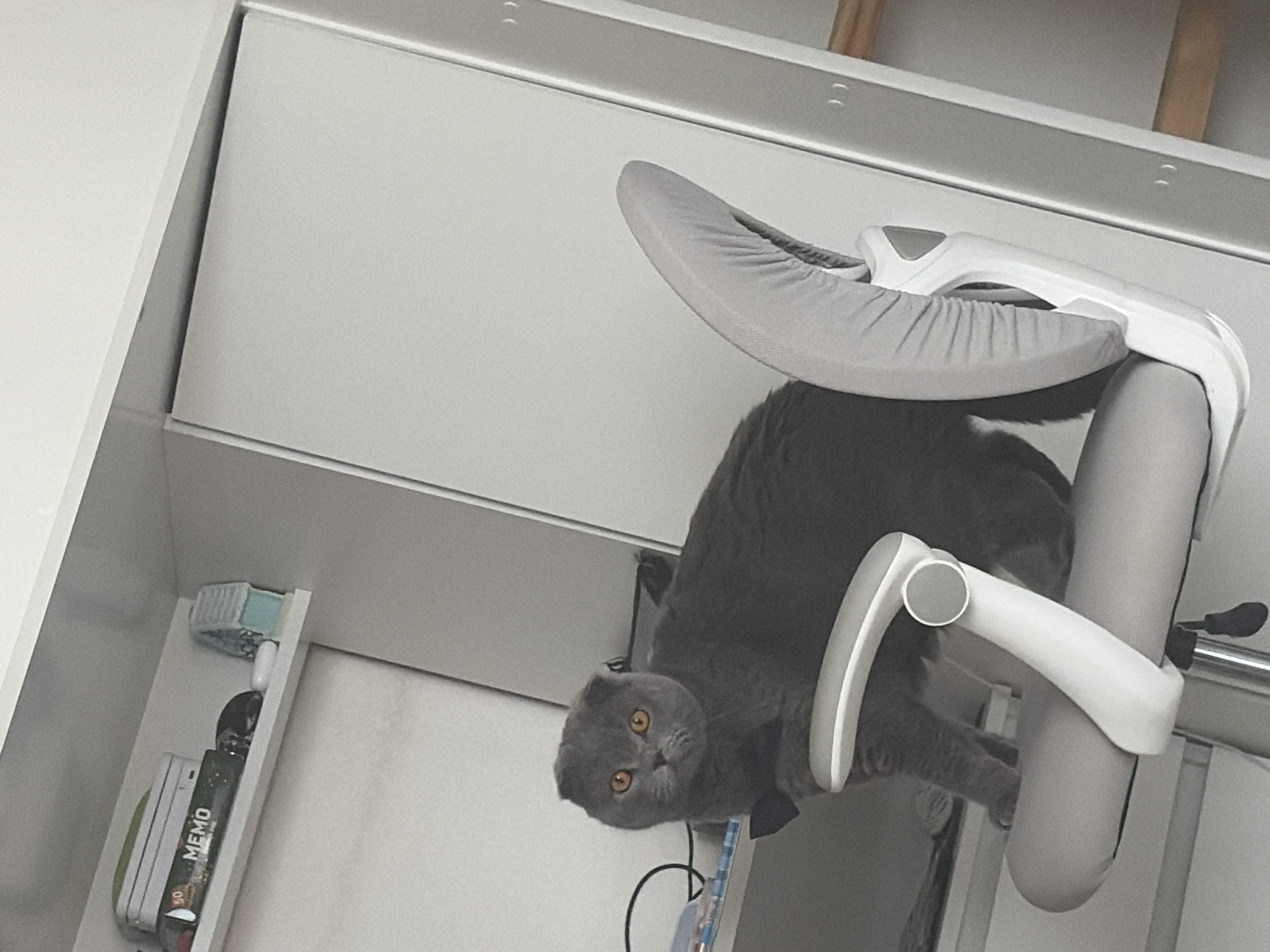 A gray Scottish Fold cat is perched on a gray chair with white armrests. The chair is positioned near a white cabinet or shelving unit. "MEMO" is visible on an item on the shelf. The location is not discernible from the image.