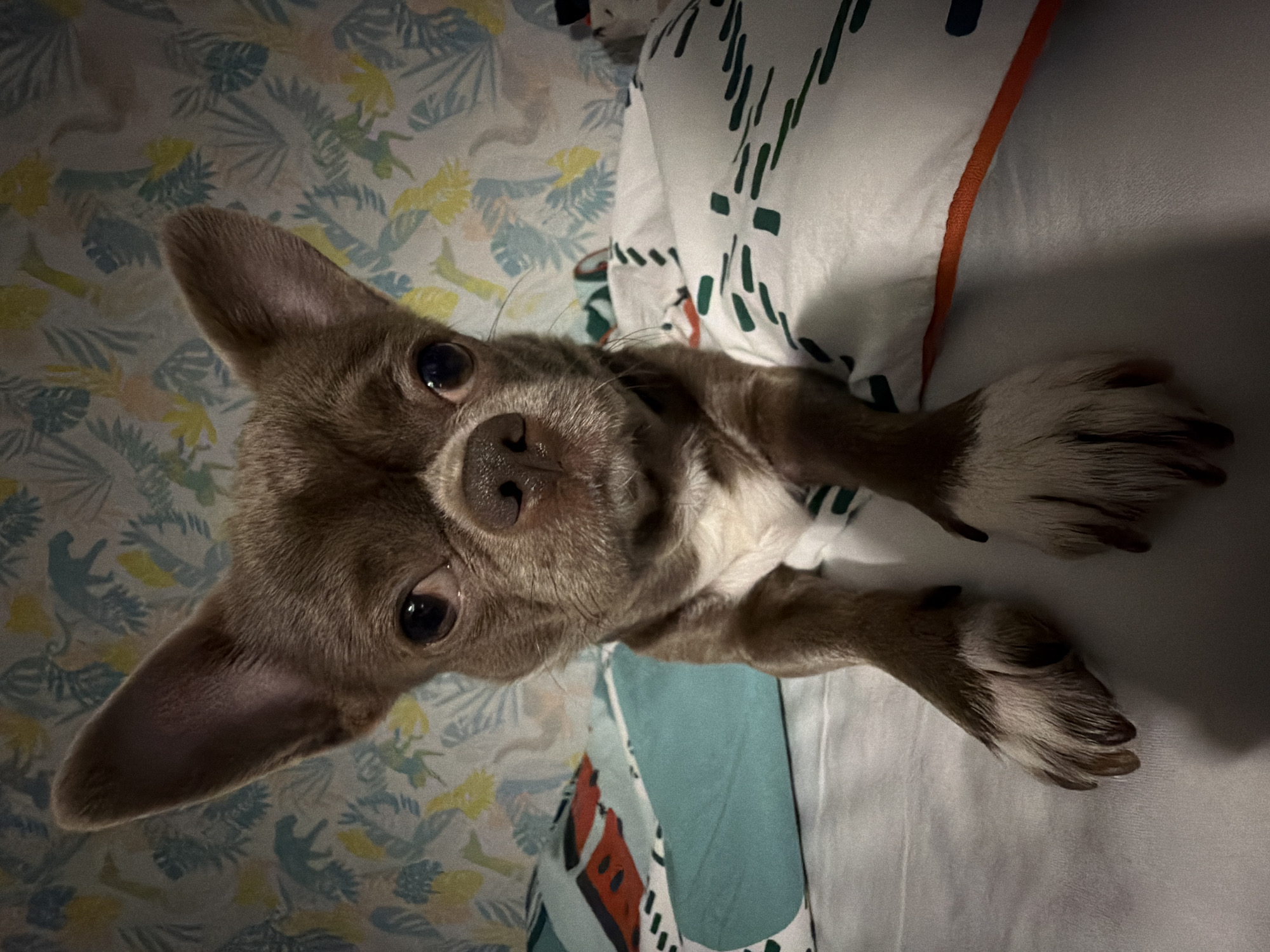 A close-up, high-angle shot depicts a light brown and white Chihuahua dog lying on a bed. The dog is facing the camera with its head tilted. Its ears are perked up. The bed has sheets with two different patterns. One pattern shows foliage in shades of green, blue, and yellow, and the other pattern has vertical stripes in green and white with an orange border, as well as a section with red and black watermelon slices. The dog is lying on a white surface. It is not possible to provide a location for this image, as it does not have any information that would suggest the location of Votkinsk, Russia.