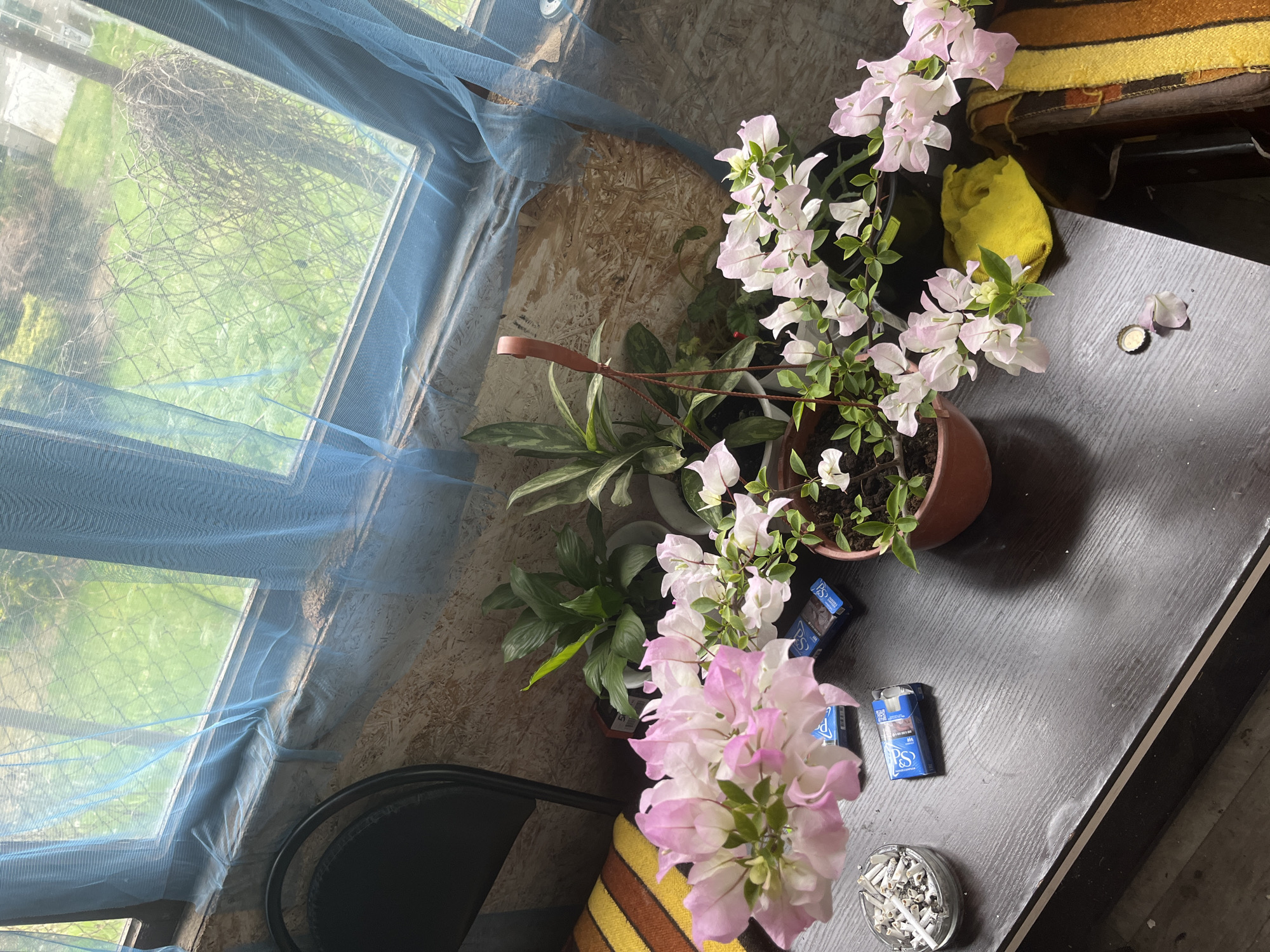 The image presents an indoor scene with a focus on a collection of potted plants on a dark-colored table, located near a window. The window is covered with a blue, semi-transparent mesh material, offering a view of a grassy area outside.
The table displays multiple potted plants, including at least one with white and pink blossoms, and greenery. Next to the plants, there are two blue packs of cigarettes and a full ashtray containing numerous cigarette butts. Also, there is a balled-up, yellow cloth on the table.
A section of a chair with yellow and brown stripes is visible. The interior construction appears to be made of plywood.
The location, Vesyoloye, Russia, is referenced, but no specific details within the image confirm this location. The scene is generic and could be indoors anywhere. The image contains no people.