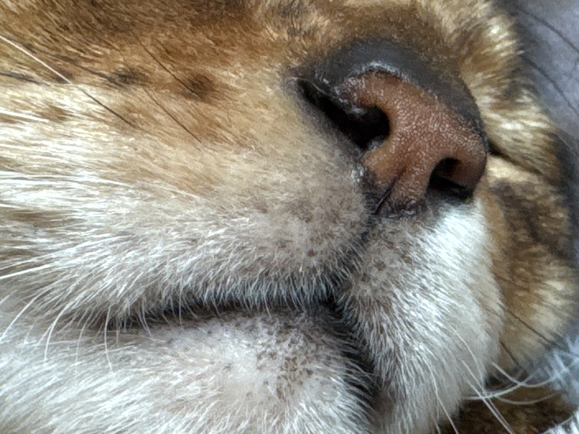 Close-up image of a cat's nose and surrounding fur. The nose is pinkish-brown with dark brown or black outlining the nostrils. The fur around the nose is a mix of light and dark brown, with white hairs near the mouth. There are visible spots and variations in the fur color. The image is taken in an indoor environment, city of Unknown, Unknown.
